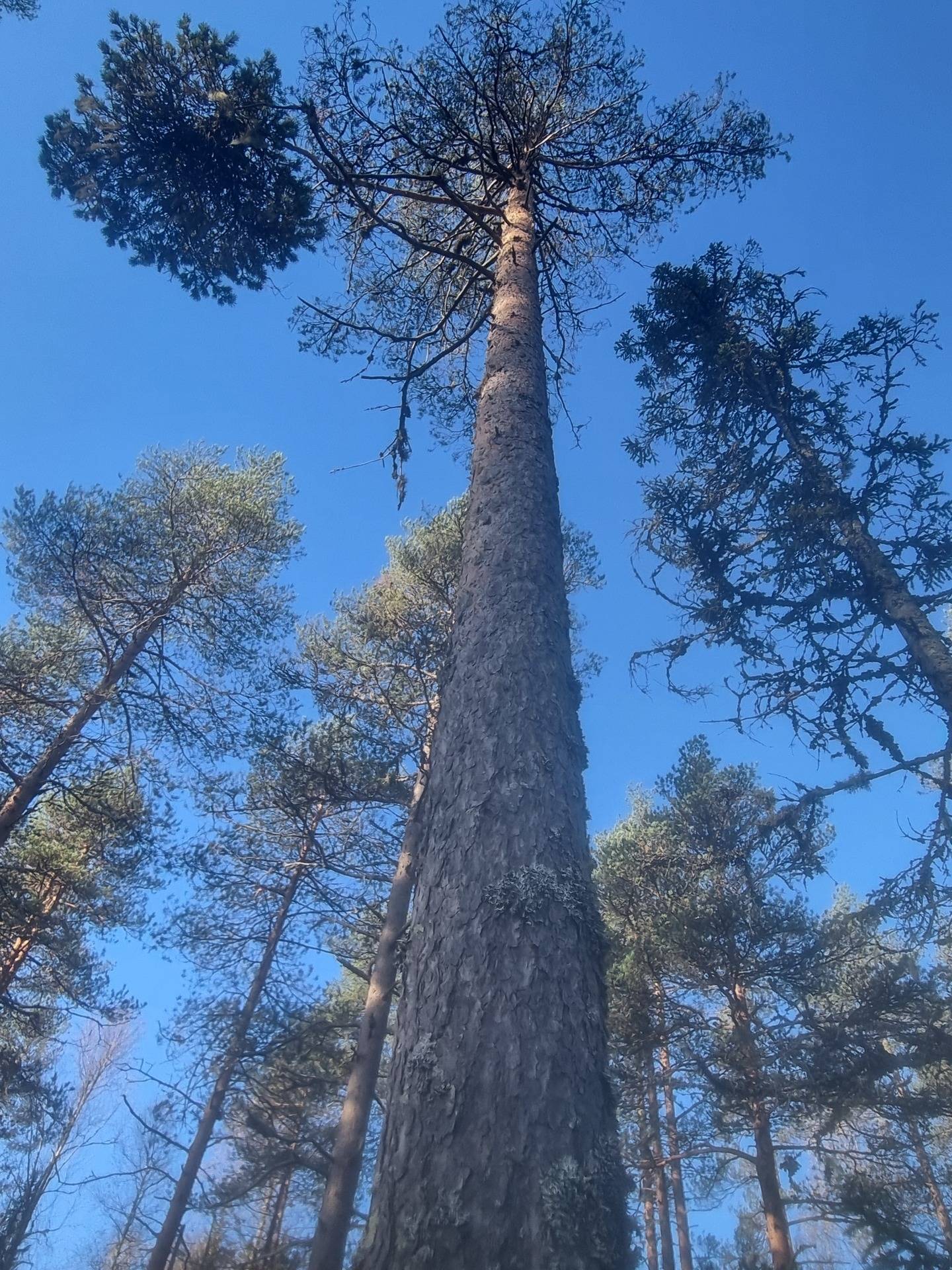 Gård med skogsbruk på NORDMALING GRÄSMYR 3:17 Nordmalings kommun - bild 10