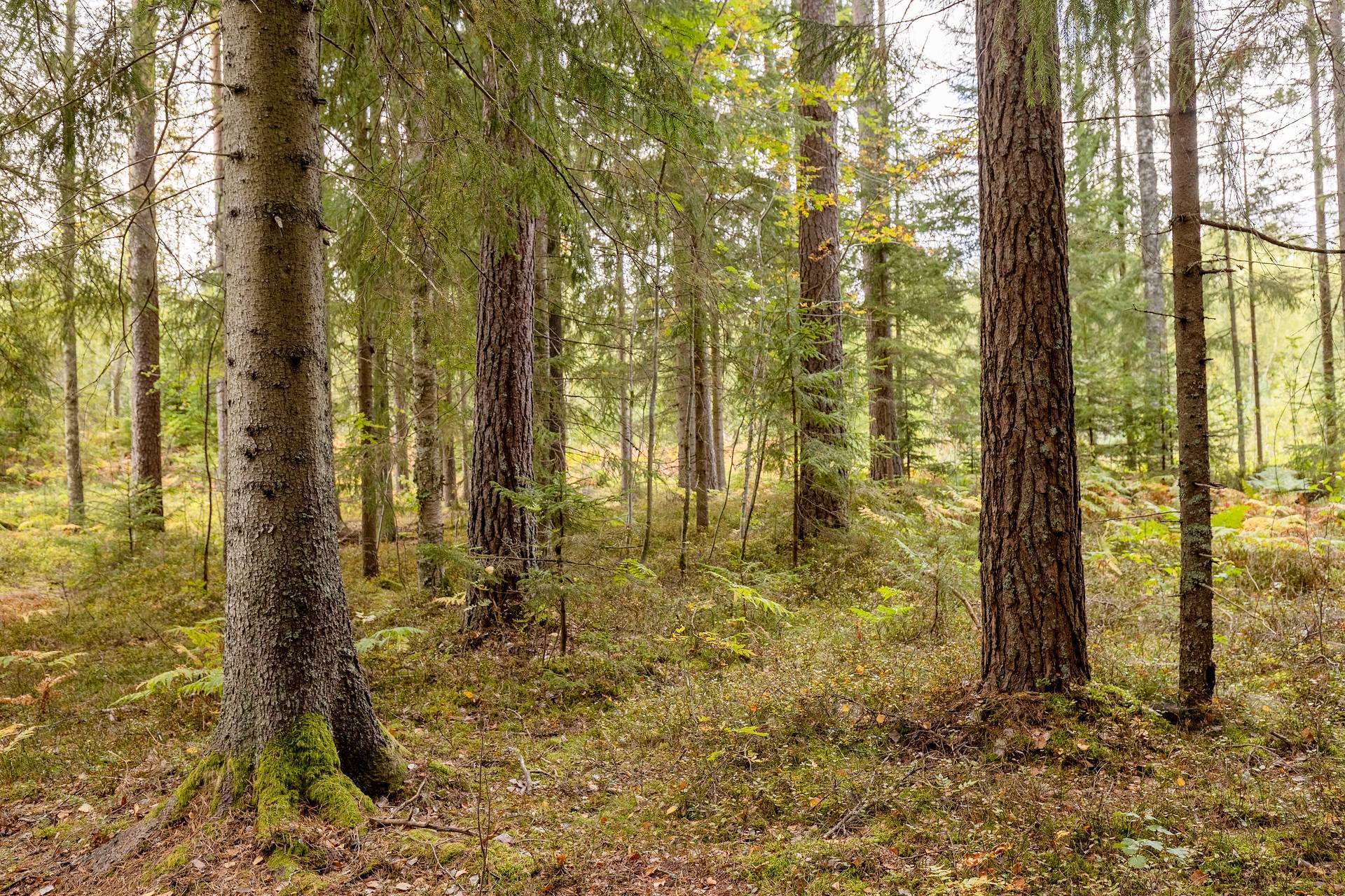 Gård med skogsbruk på Skogalund Lekebergs kommun - bild 17