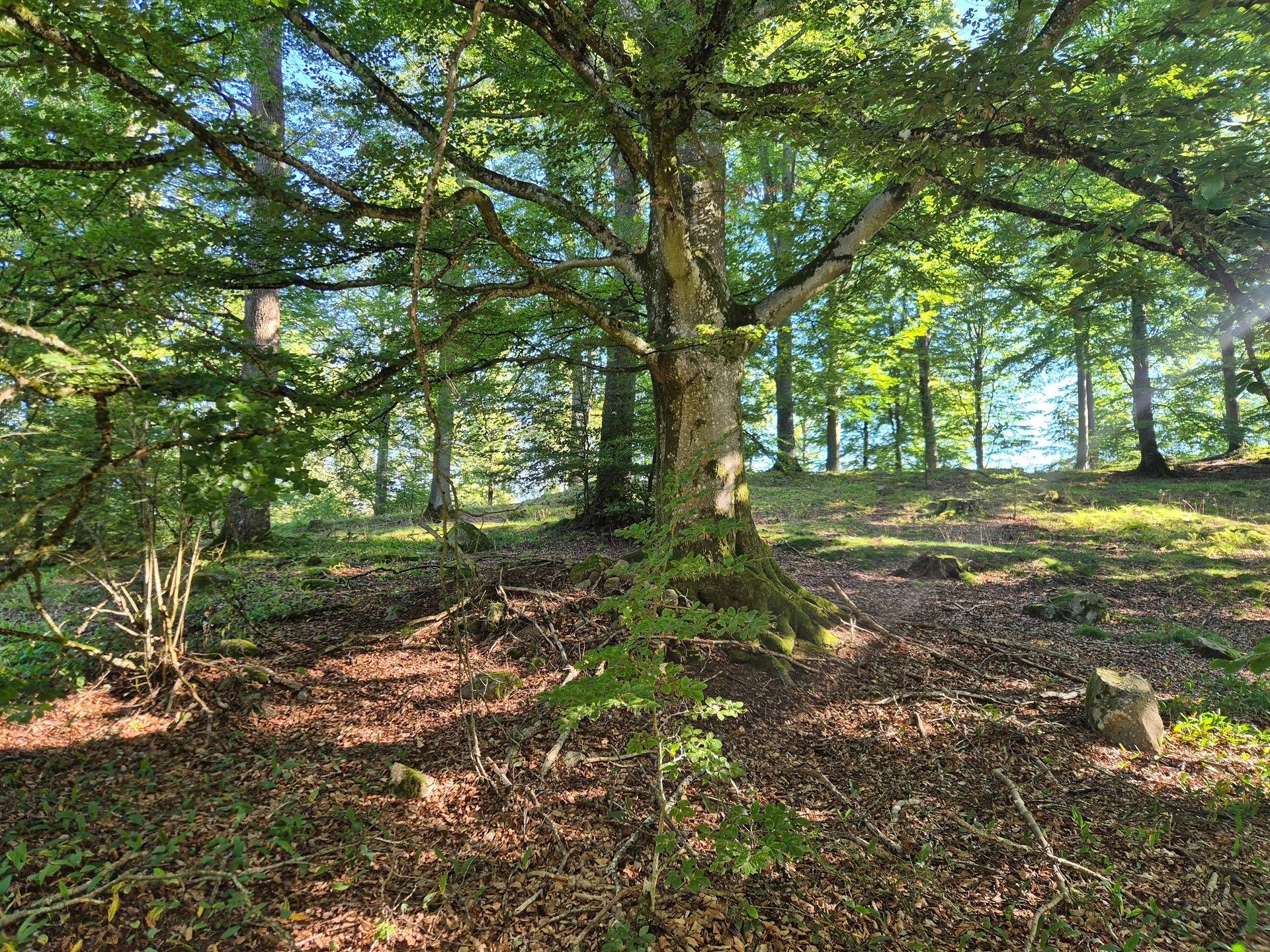 Gård/skog på Riseberga-Kroken 1:3 Klippans kommun - bild 18