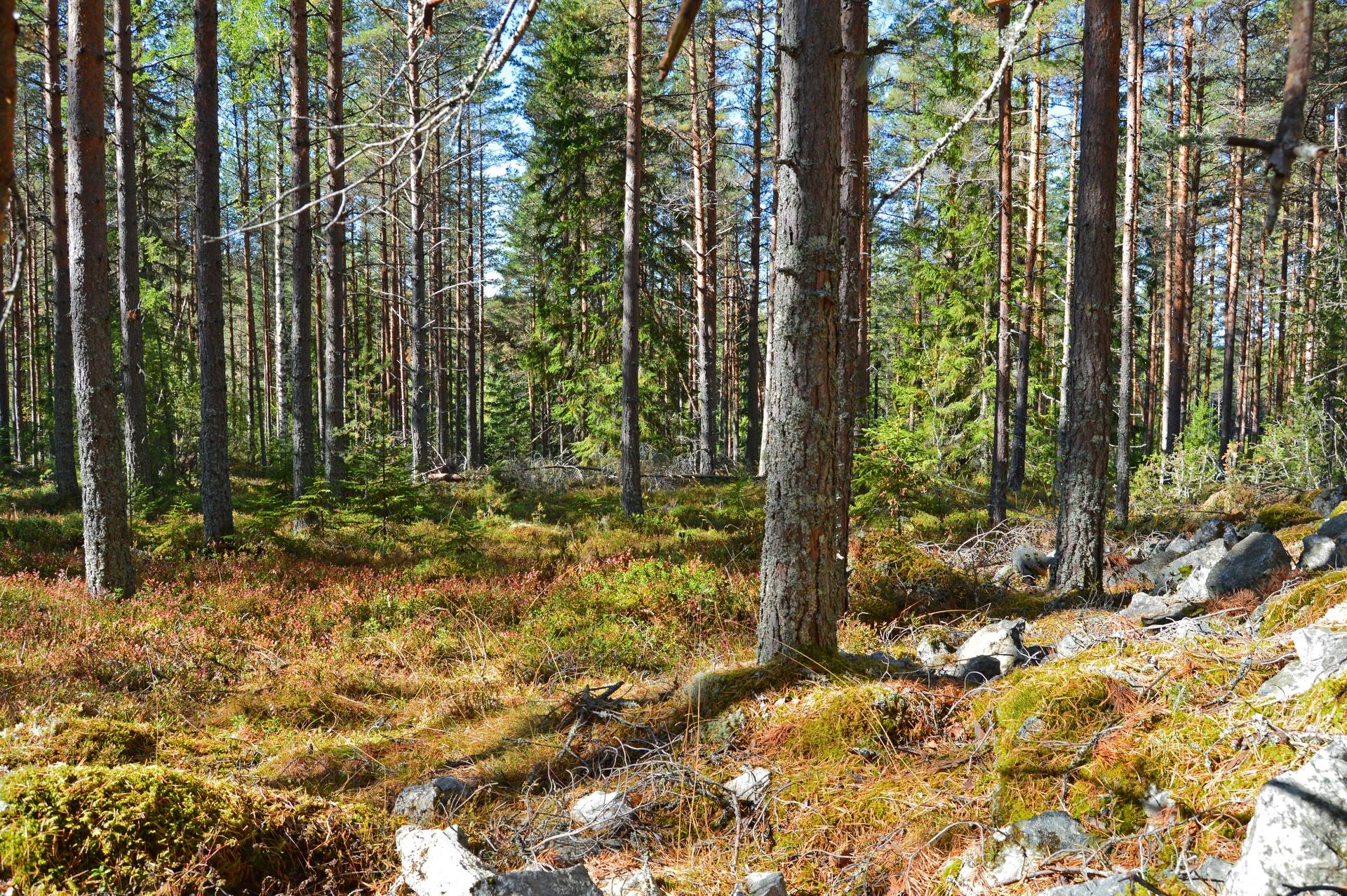 Gård med skogsbruk på Skuggarvet Falu kommun - bild 5
