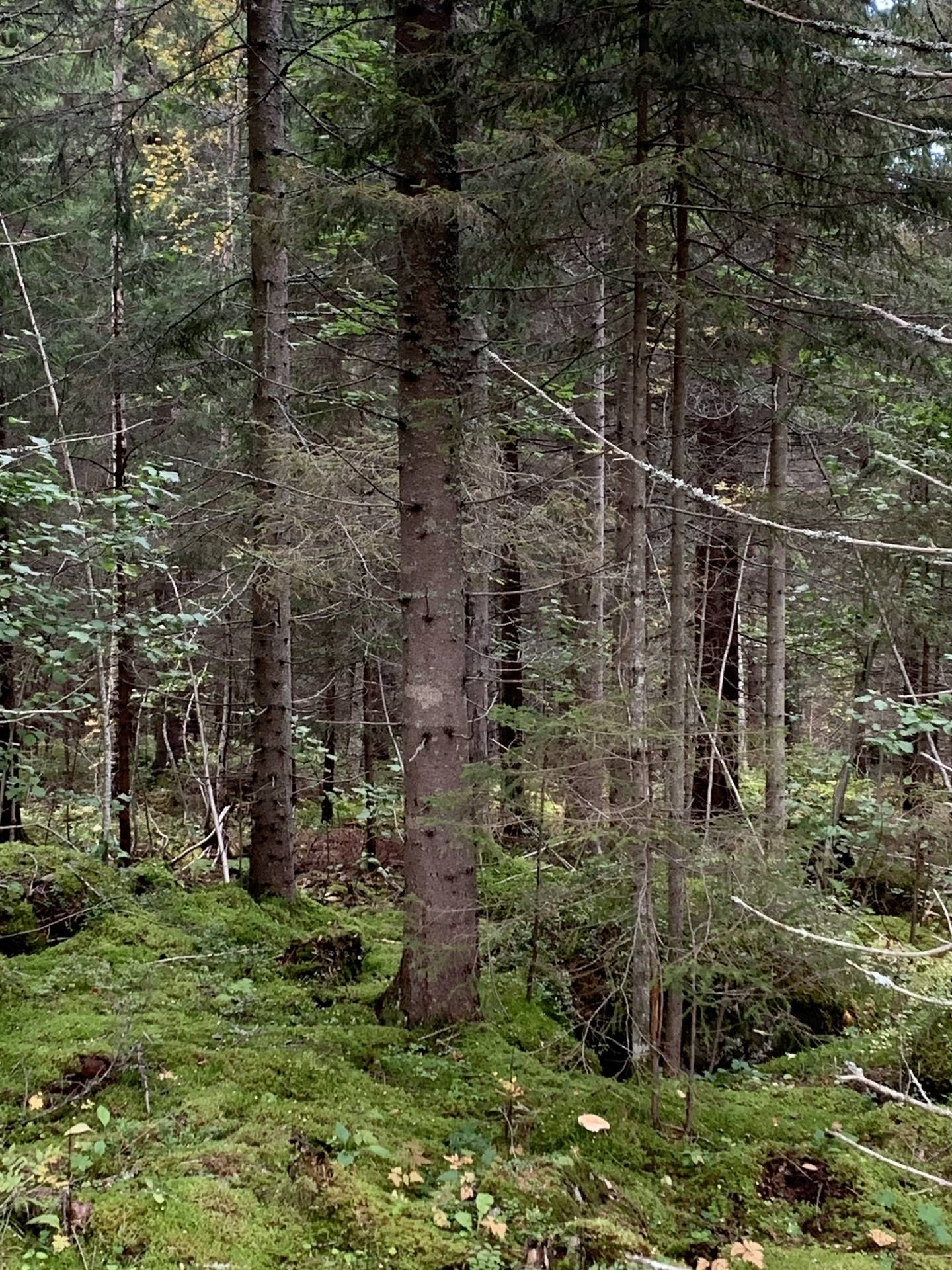 Gård/skog på Sundsvall Bergom 1:54, del av Tuna Sundsvalls kommun - bild 2