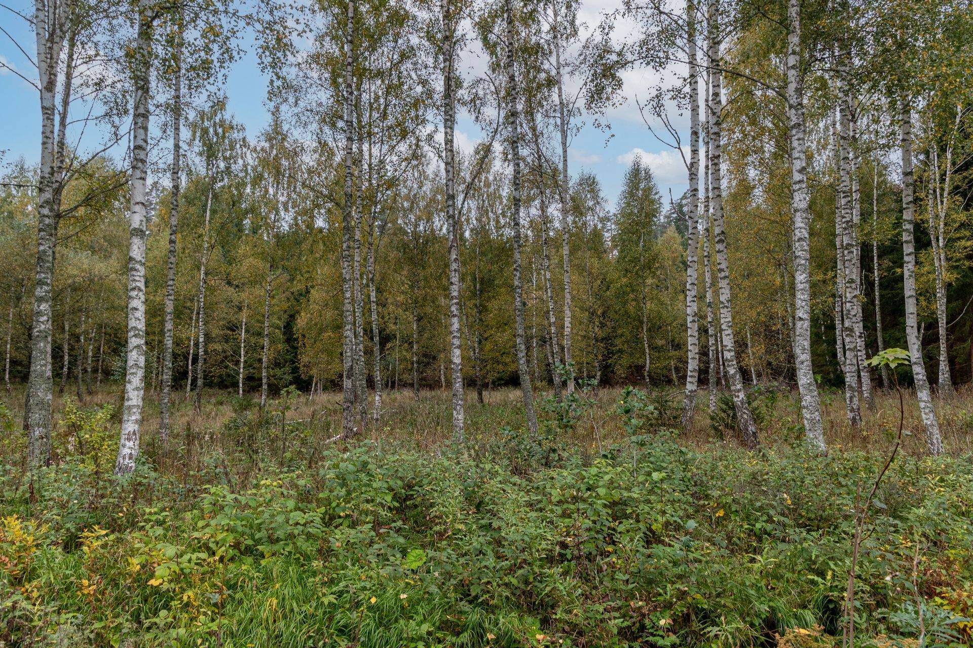 Gård/skog på Dalsebo Vena Hultsfreds kommun - bild 4