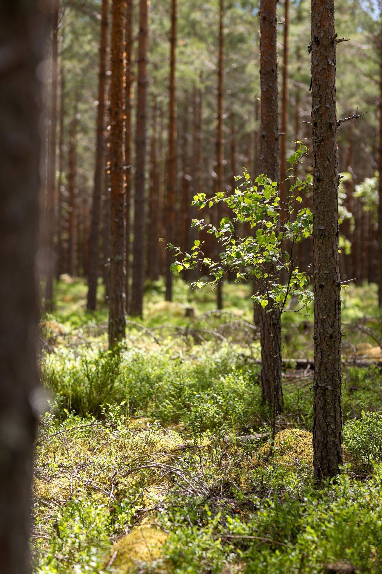Gård med skogsbruk på Runes väg 5 Hofors kommun - bild 4