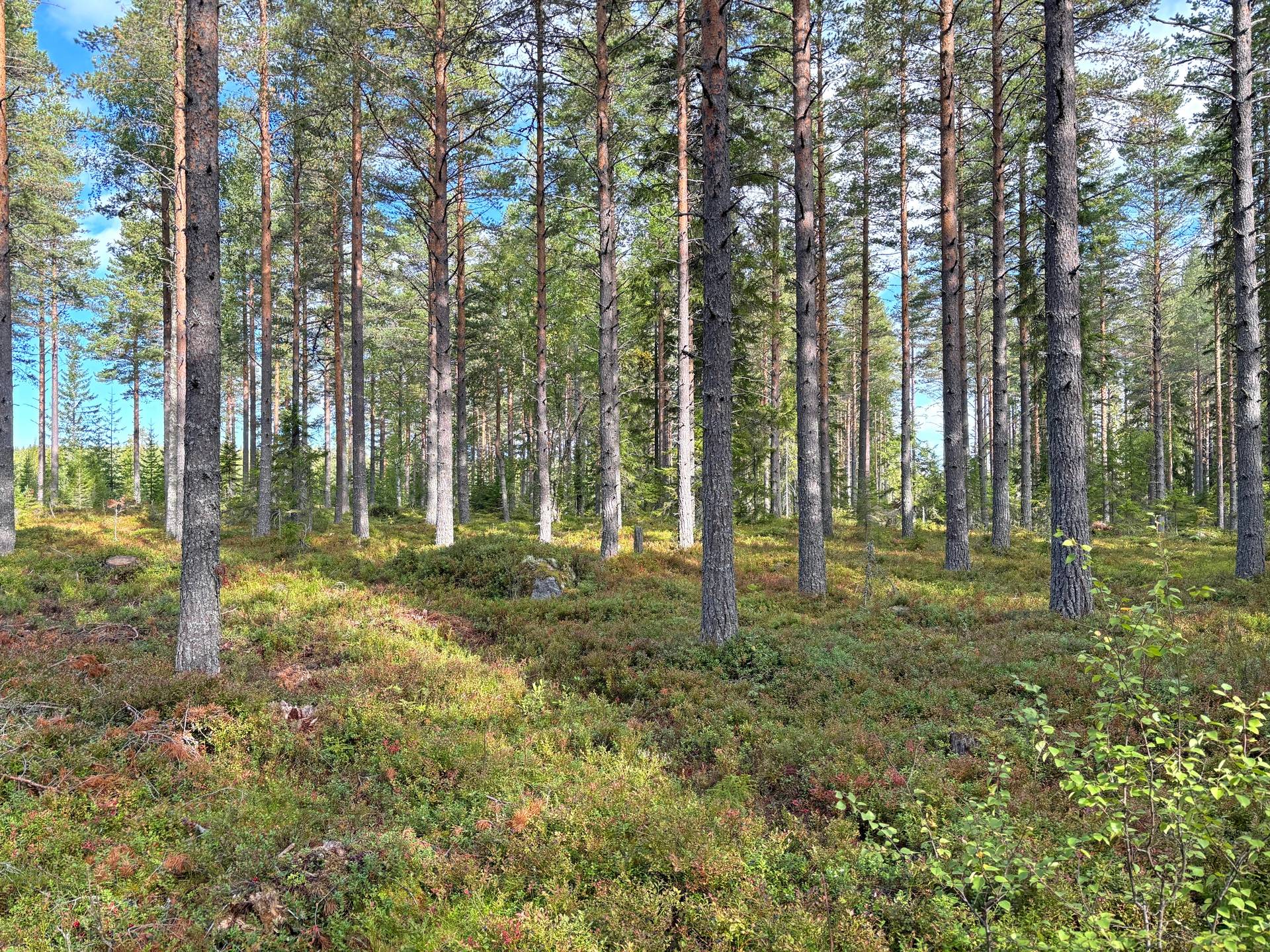 Gård/skog på Skogsskifte i Gullbergsbo Gullbergsbo Ovanåkers kommun - bild 17
