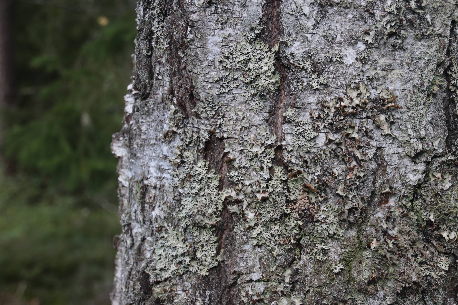 Gård med skogsbruk Jönköping Jönköpings kommun - bild 8
