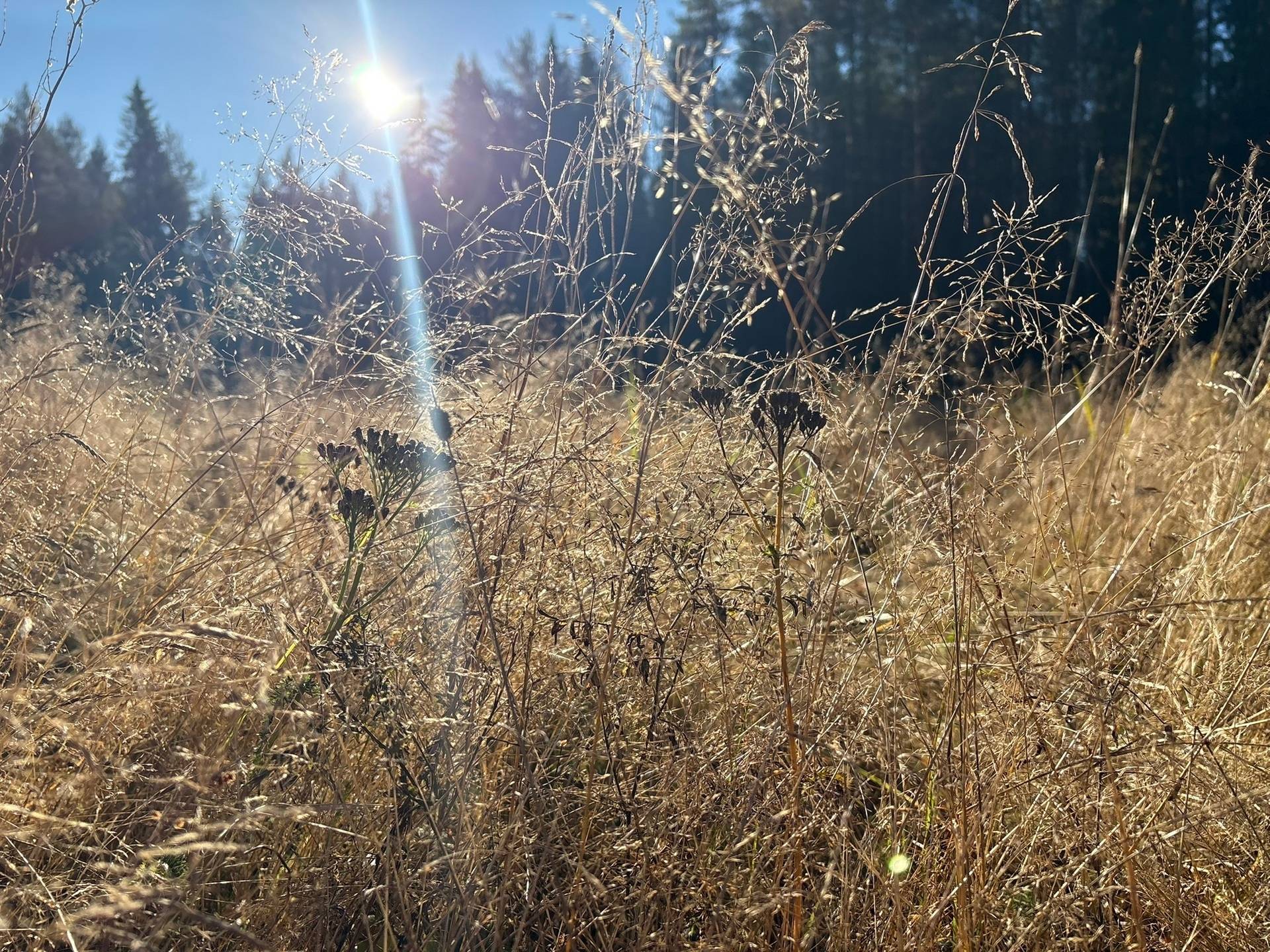 Gård/skog på Granön 4:6 Vindelns kommun - bild 13