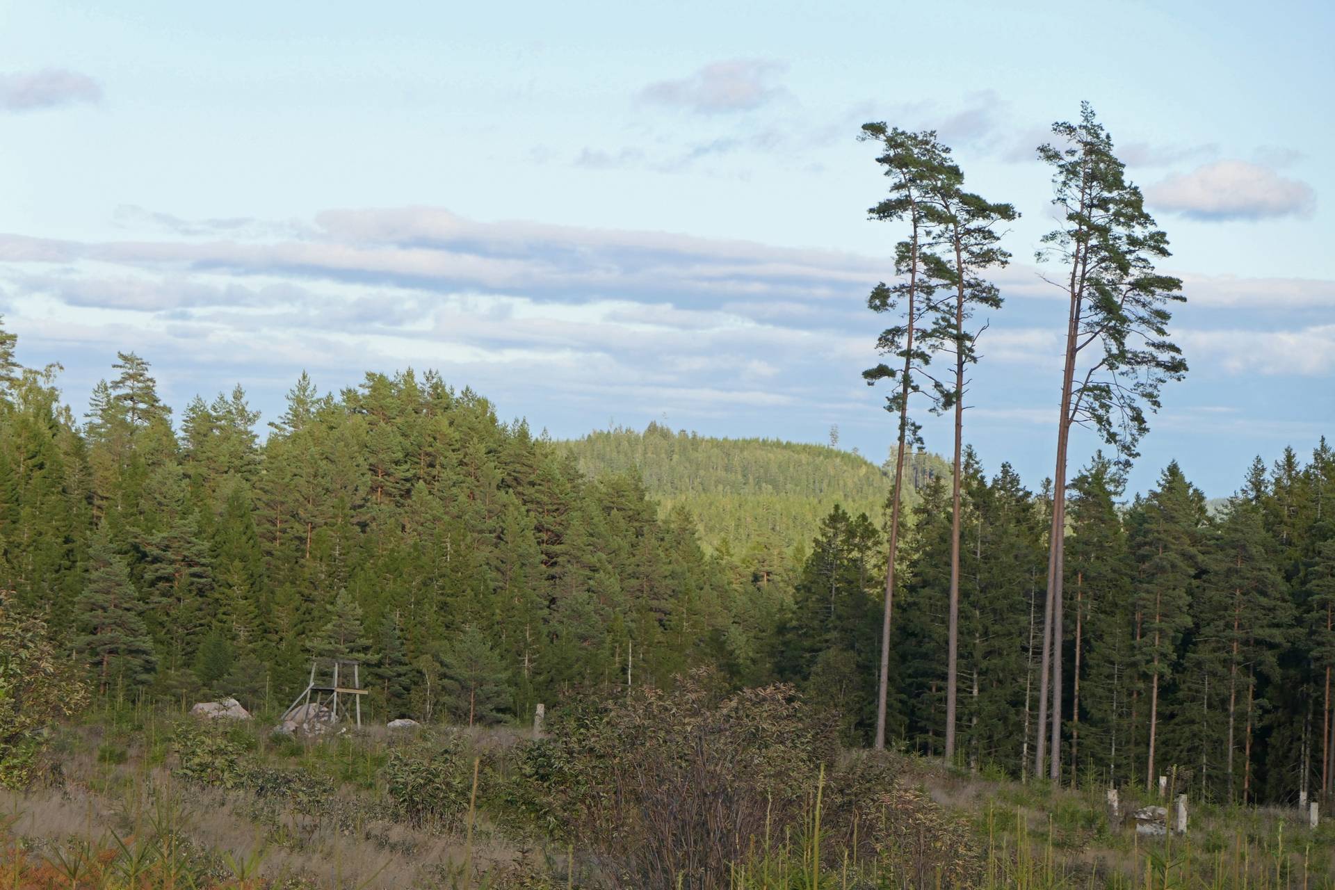 Gård/skog på Högalid Tranemo kommun - bild 6