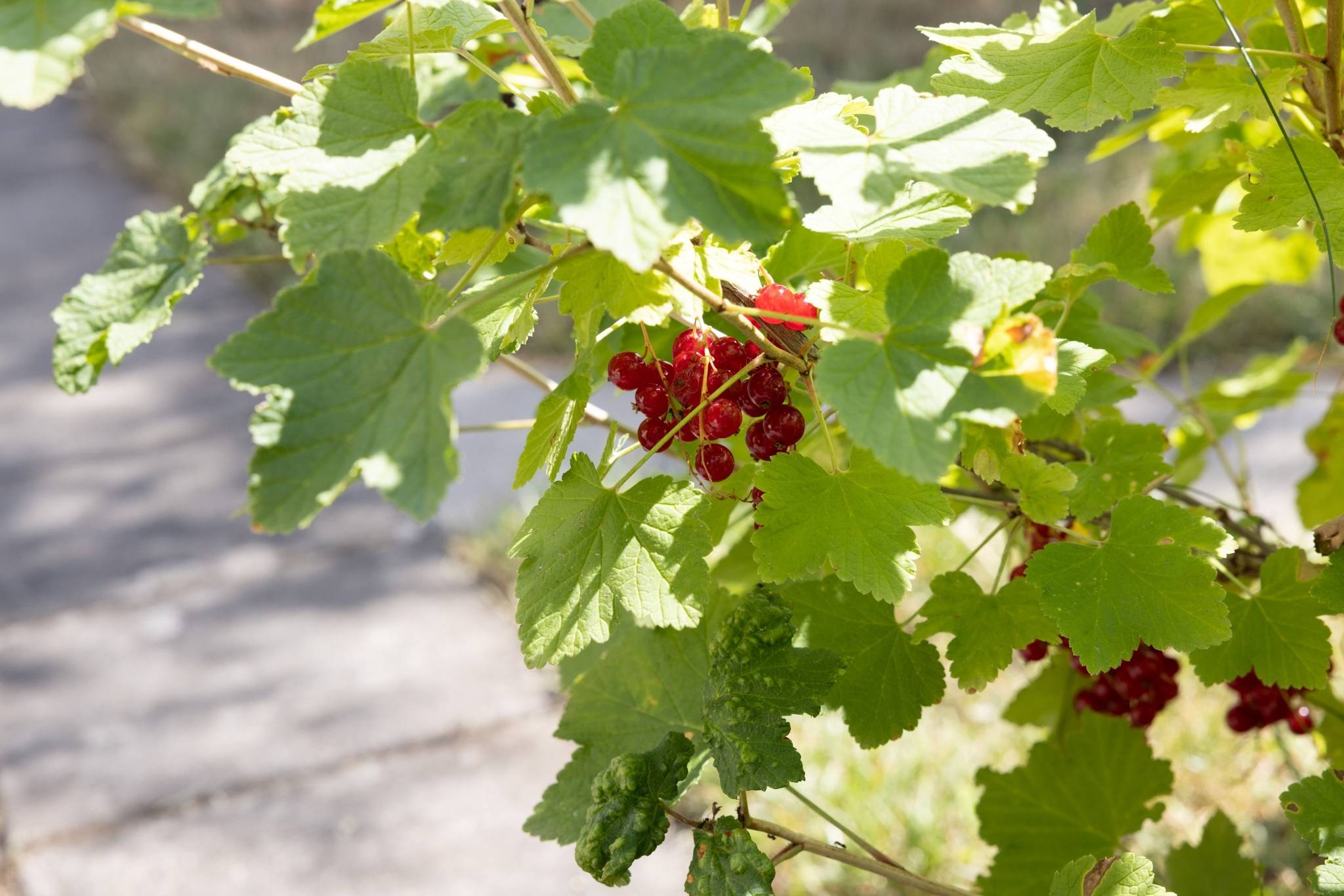 4 rum Villa på Åkerstigen 11 Visby - Haga Gotlands kommun - bild 33