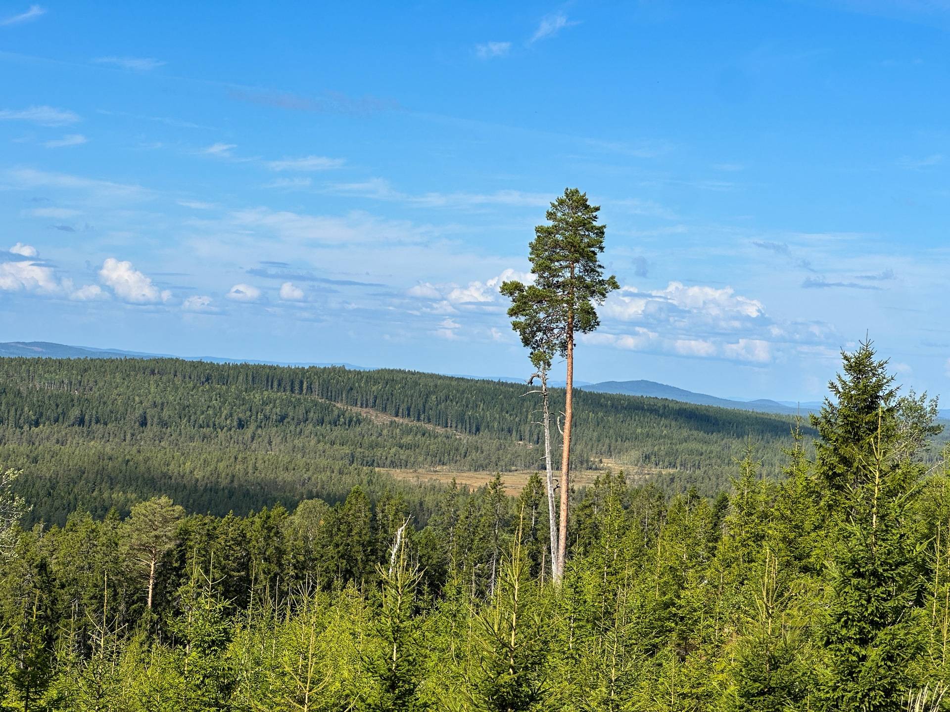Malung, Malung-Sälens kommun