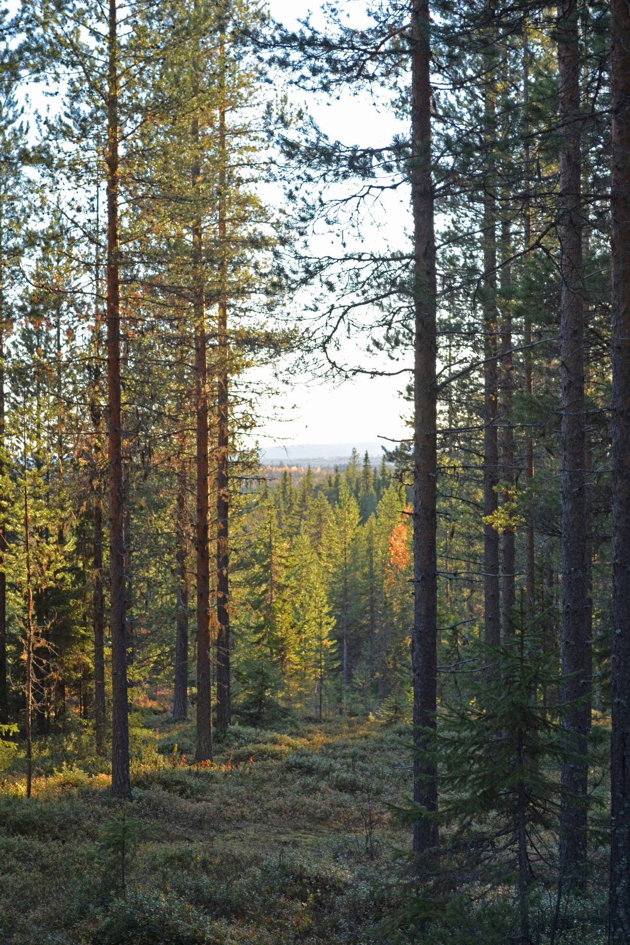 Gård med skogsbruk på Jierijärvi Pajala kommun - bild 10