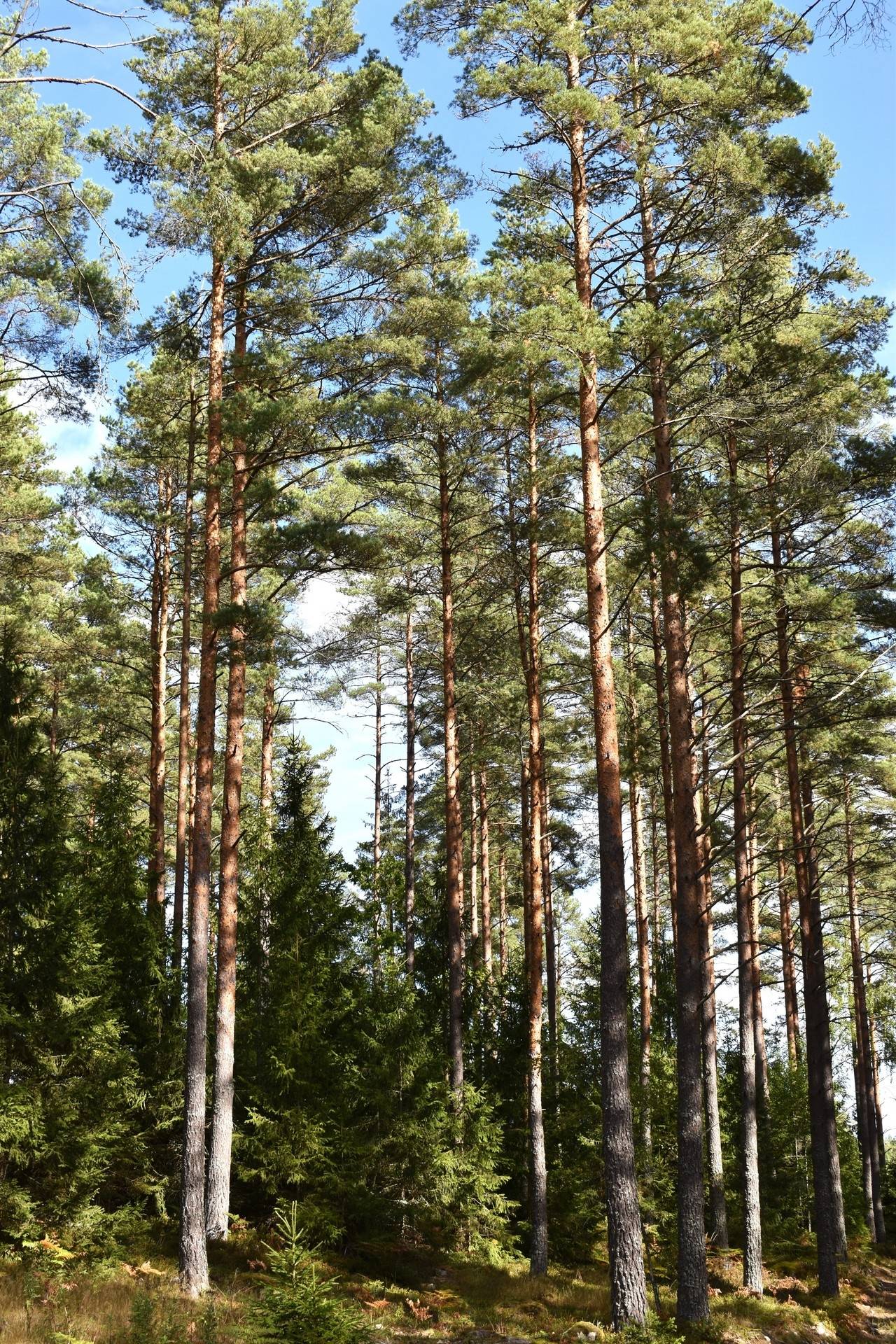 Gård med skogsbruk på Gårdsryd 1:2, 3:2 Gårdsryd Nybro kommun - bild 12