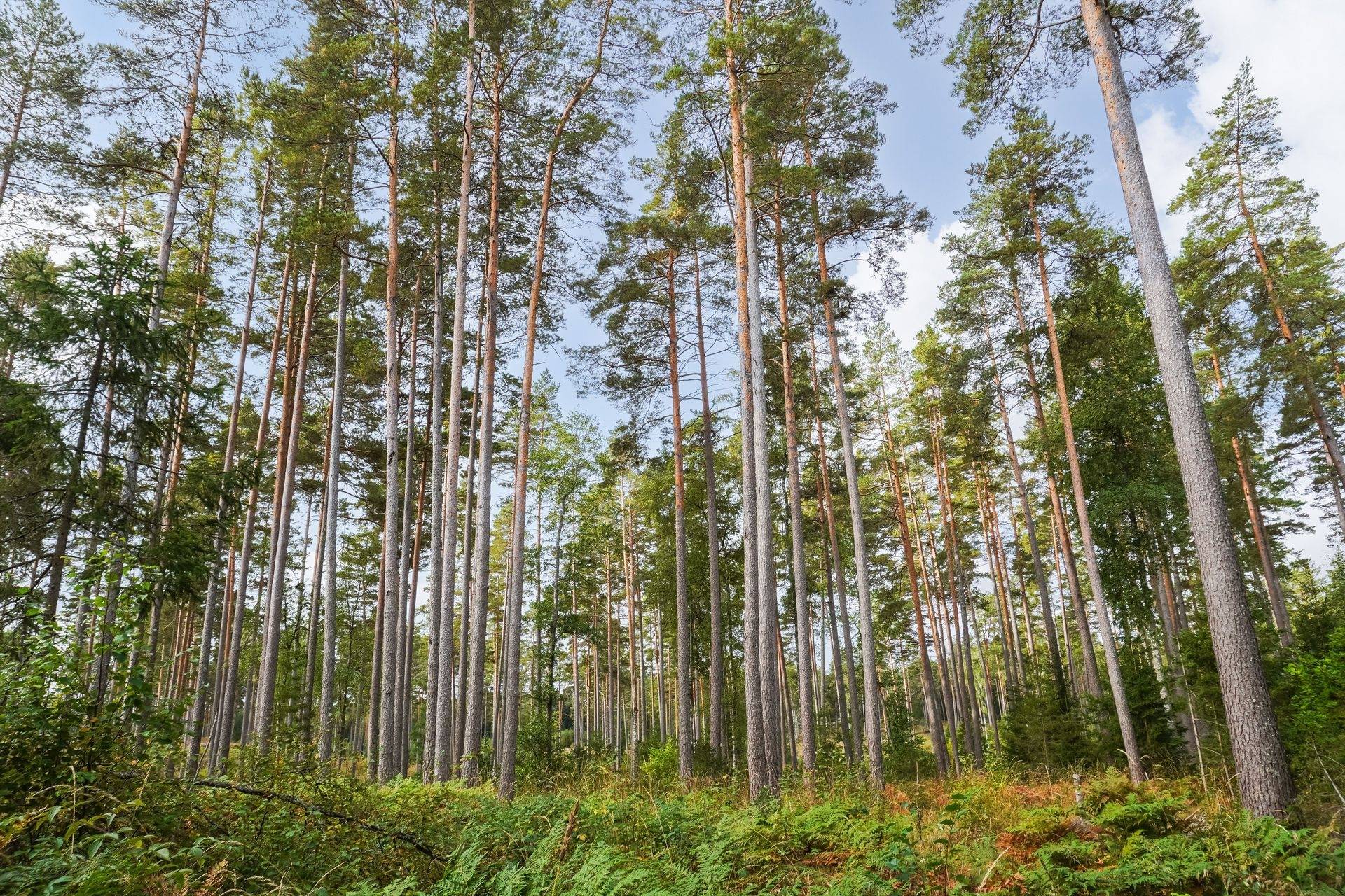 Gård med skogsbruk på Norrtälje Bro 4:8 & 8:1 Norrtälje kommun - bild 13
