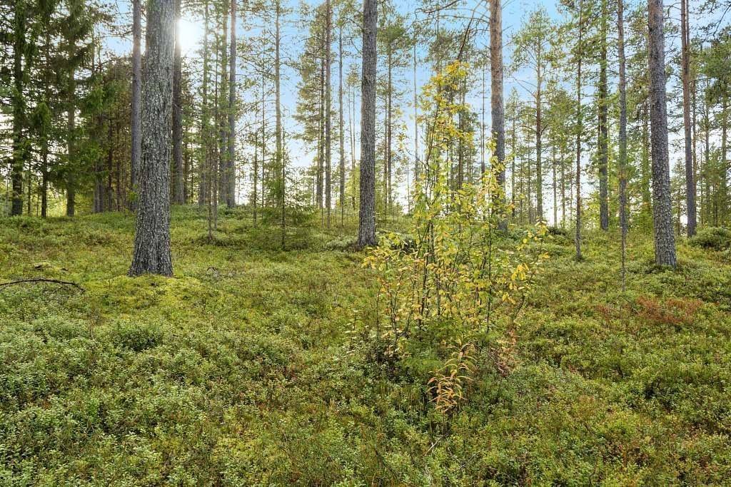 Pajala kommun