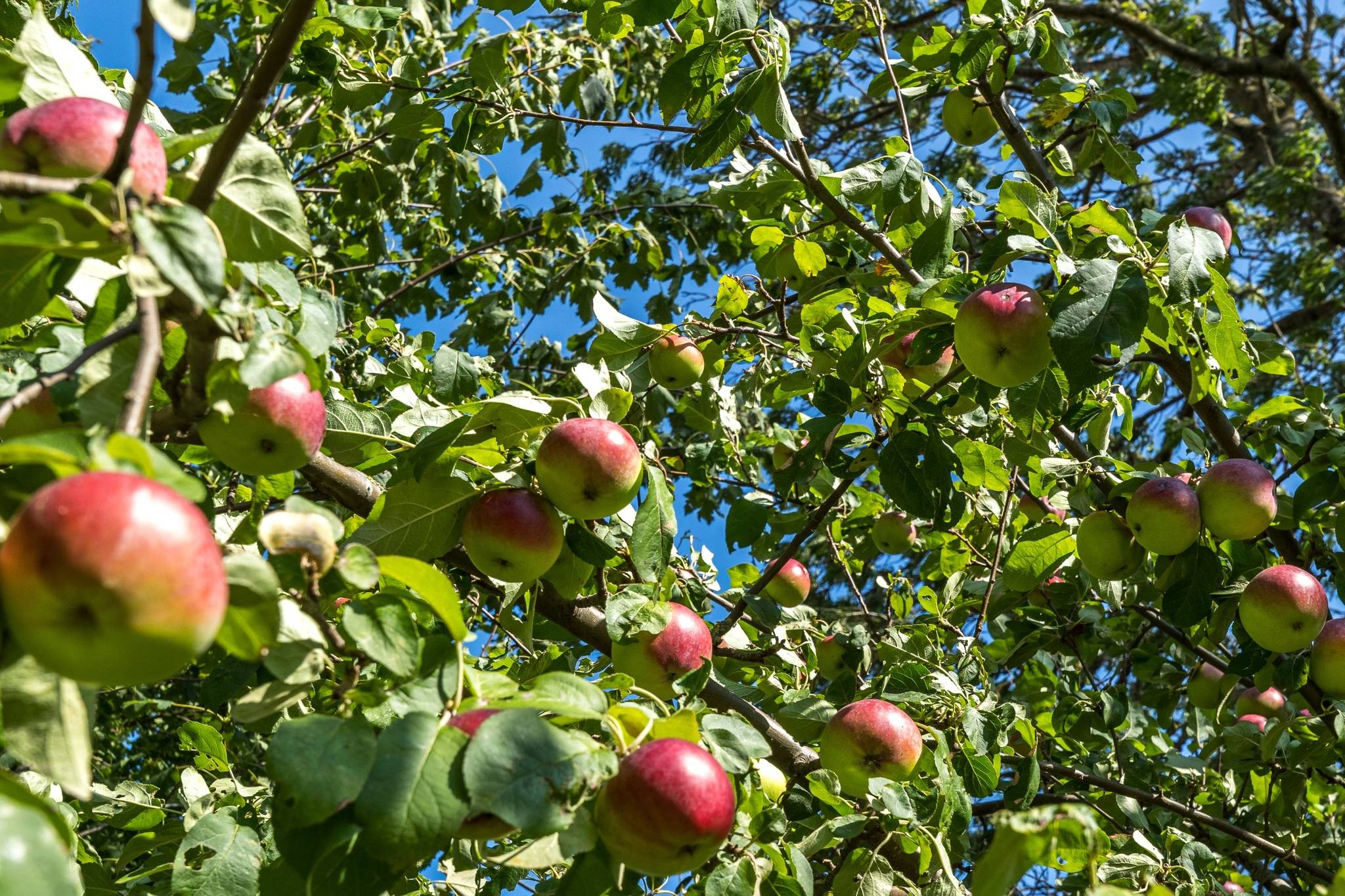 7 rum Gård/skog på Höjalund - Åbyvägen 410 Anderslöv/Norra Åby Trelleborgs kommun - bild 9
