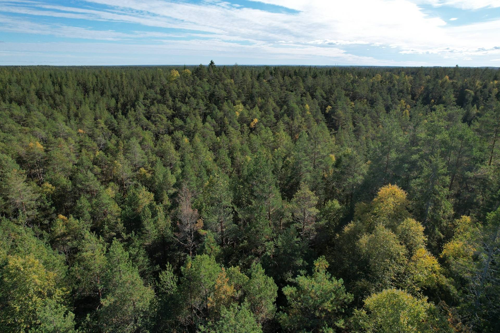 Gård med skogsbruk på Landtjärn Sandvikens kommun - bild 26