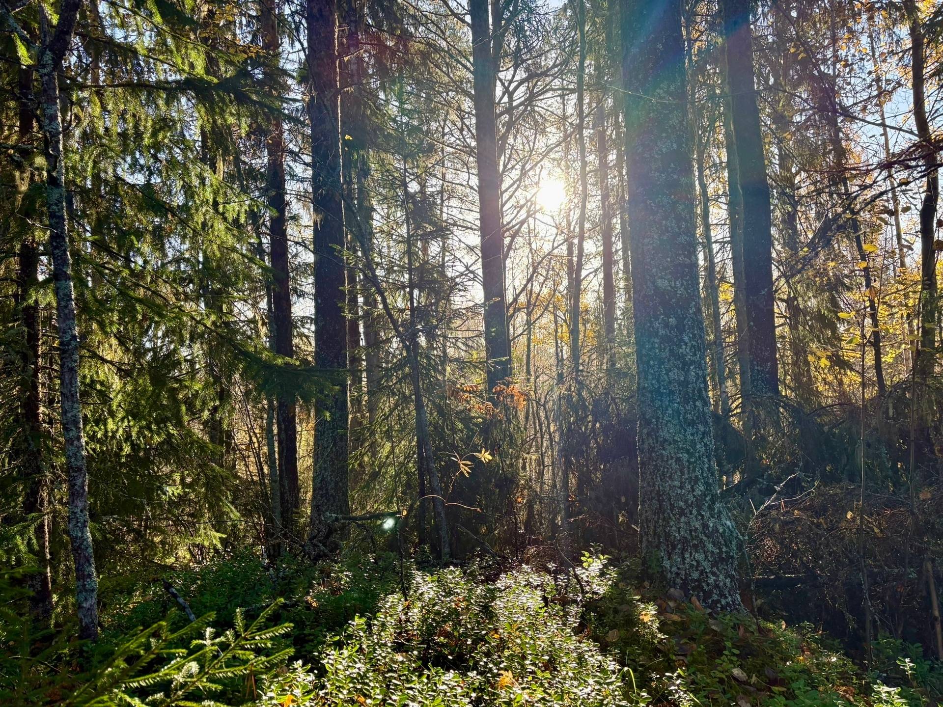 Gård/skog på Holmträsk 40 Örnsköldsviks kommun - bild 14