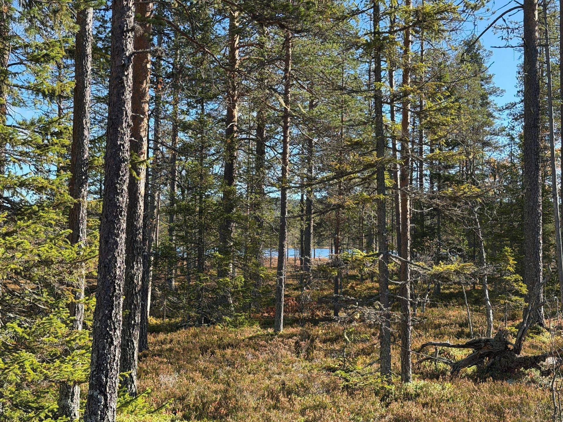 Gård/skog på Limbäck 103:2 Mora kommun - bild 17
