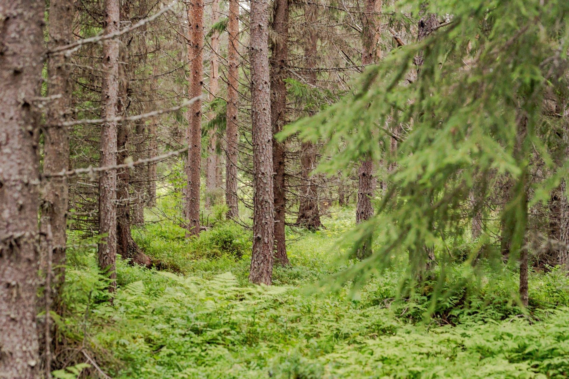 Gård med jordbruk på Högenvägen 29 Hallen Åre kommun - bild 67