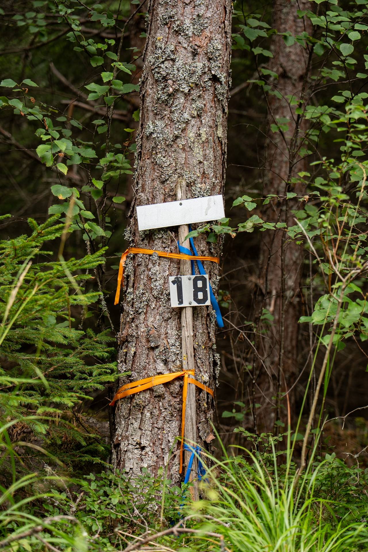 Gård med skogsbruk på Kollerud Torsby kommun - bild 22
