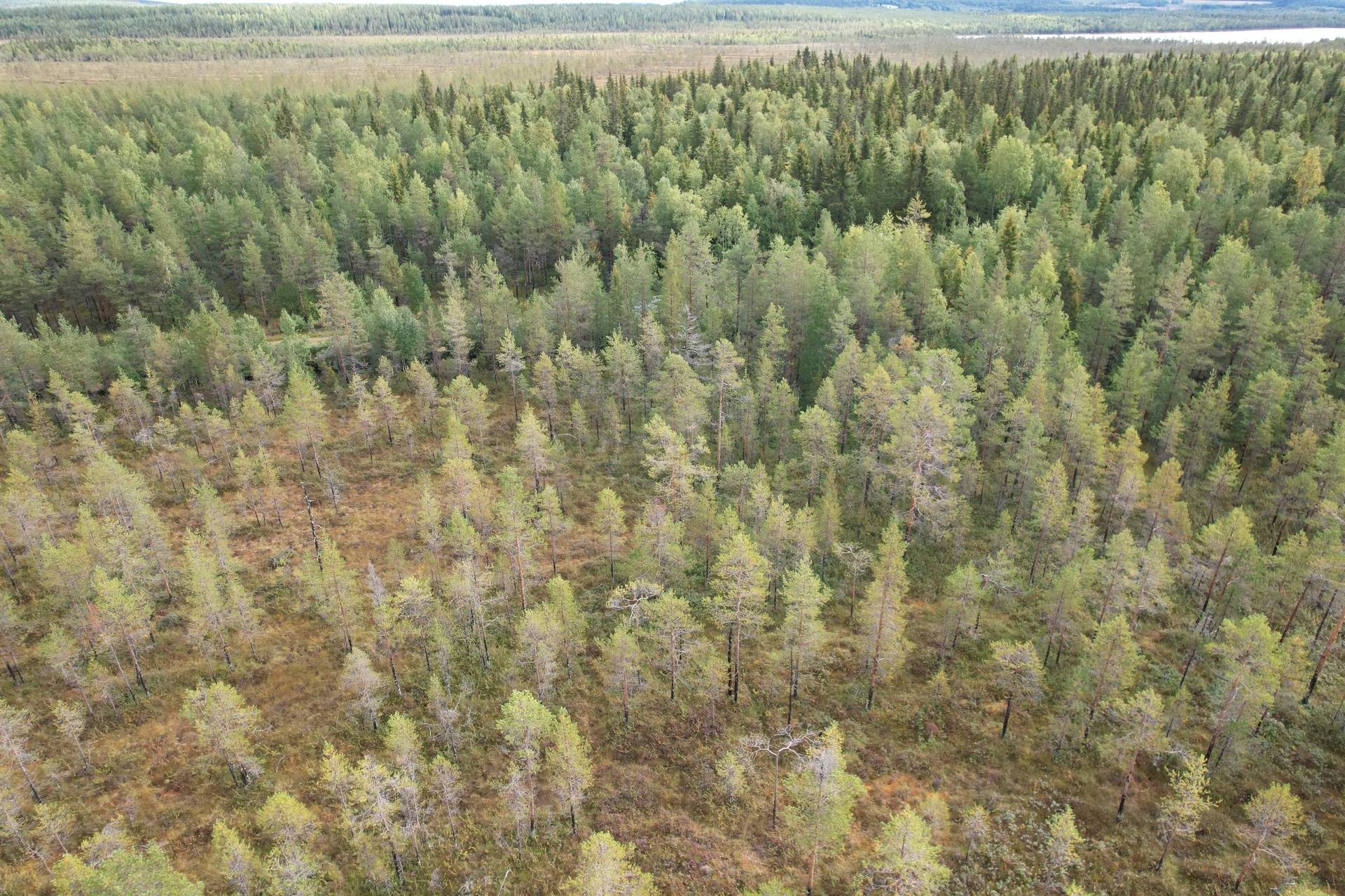 Gård med skogsbruk på NORSJÖ KATTISBERG 1:21 Norsjö Norsjö kommun - bild 16