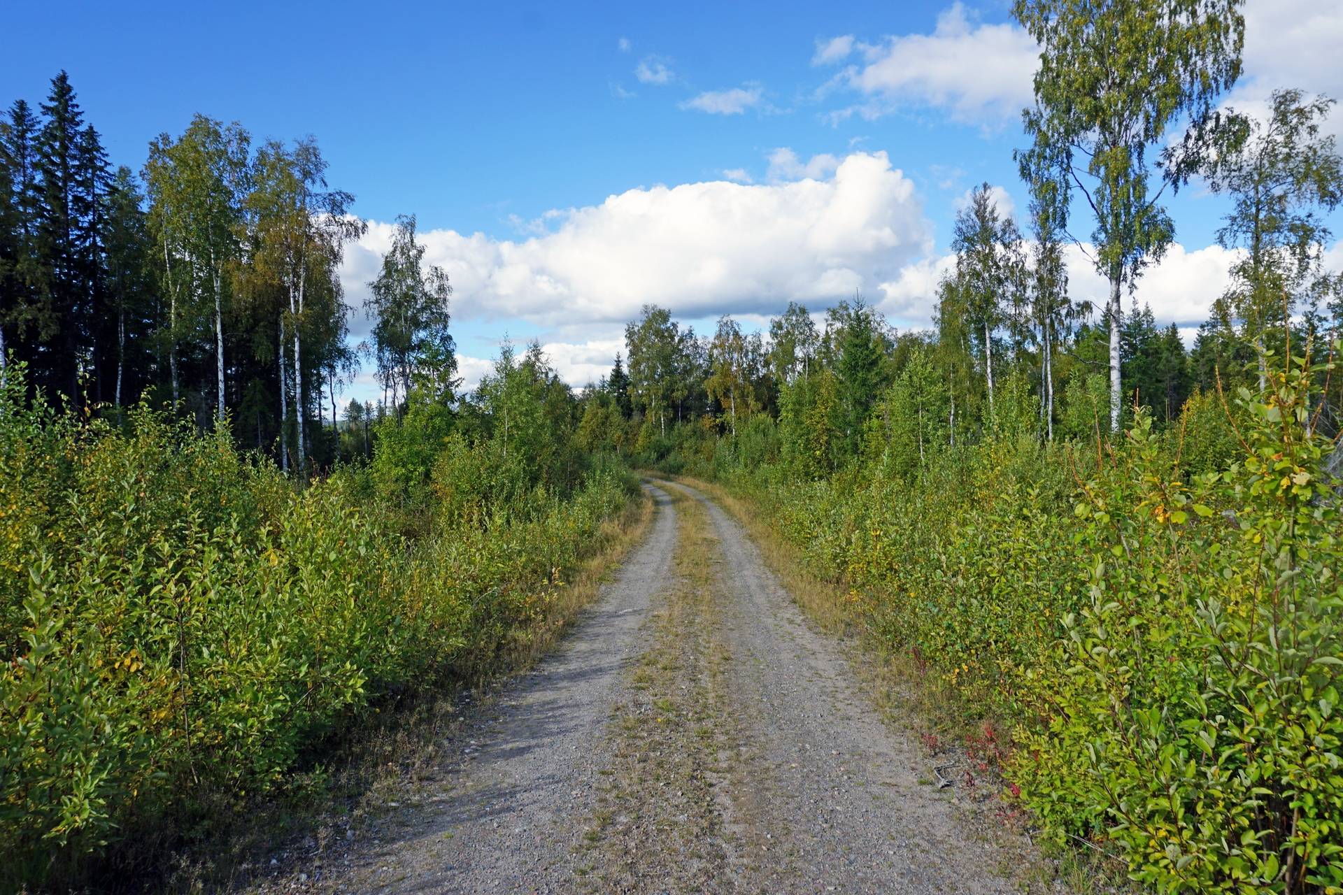 Gård med skogsbruk på Breasen Färila Ljusdals kommun - bild 18