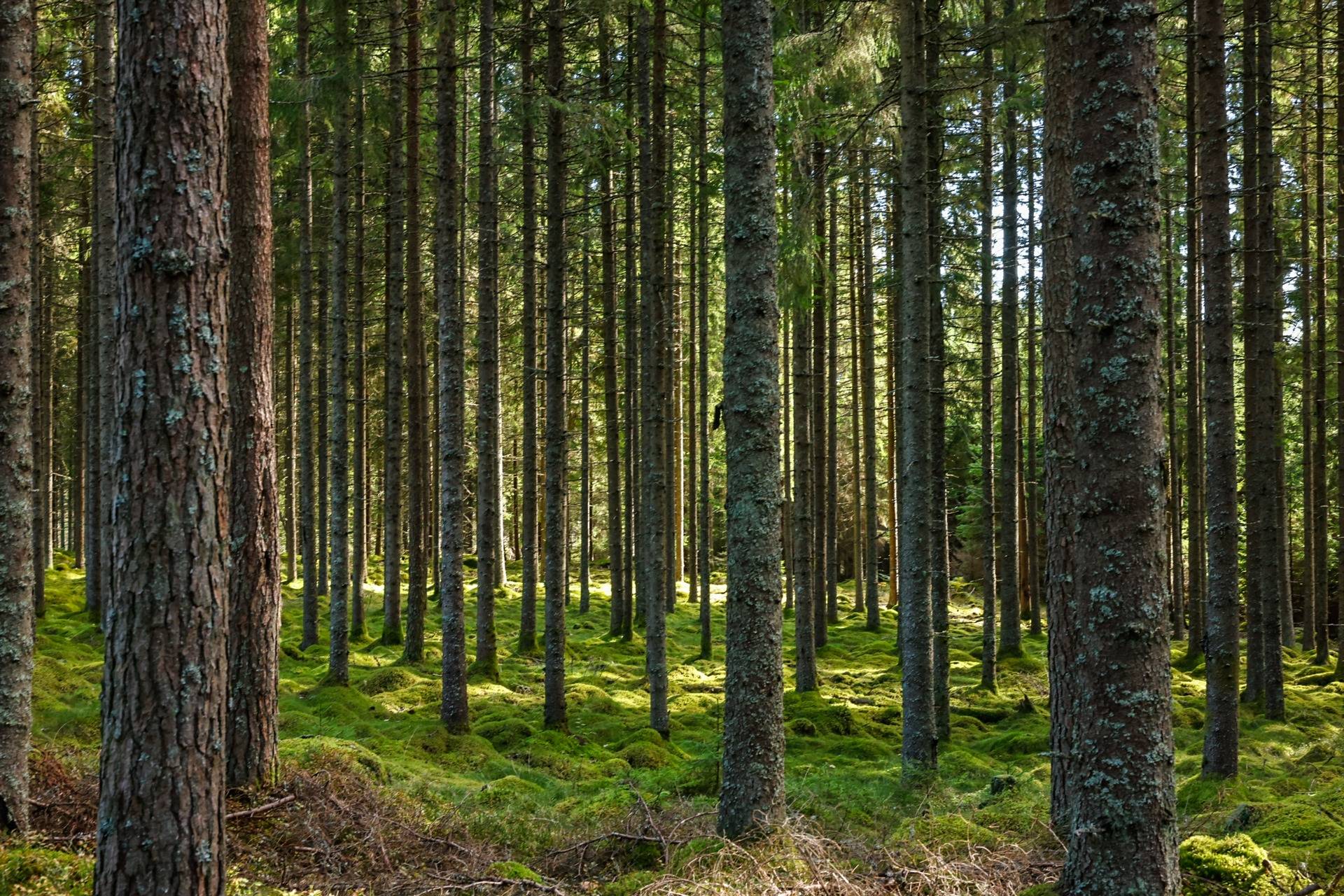 Gård/skog på SVENLJUNGA UGGLEBO 2:3 Örsås Svenljunga kommun - bild 16