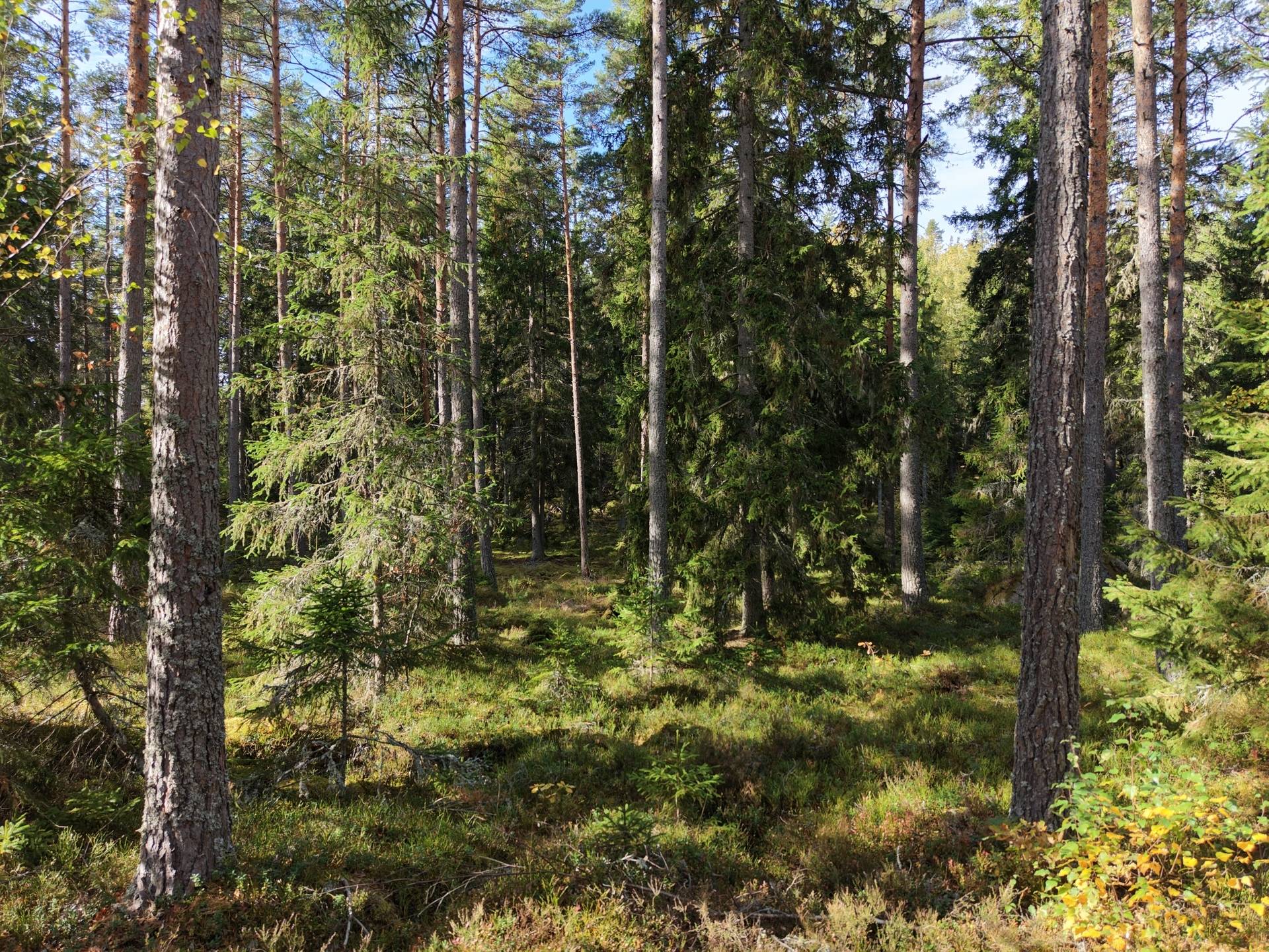 Gård med jordbruk på Vallingedal Nedergård Vallingedal Kinda kommun - bild 41