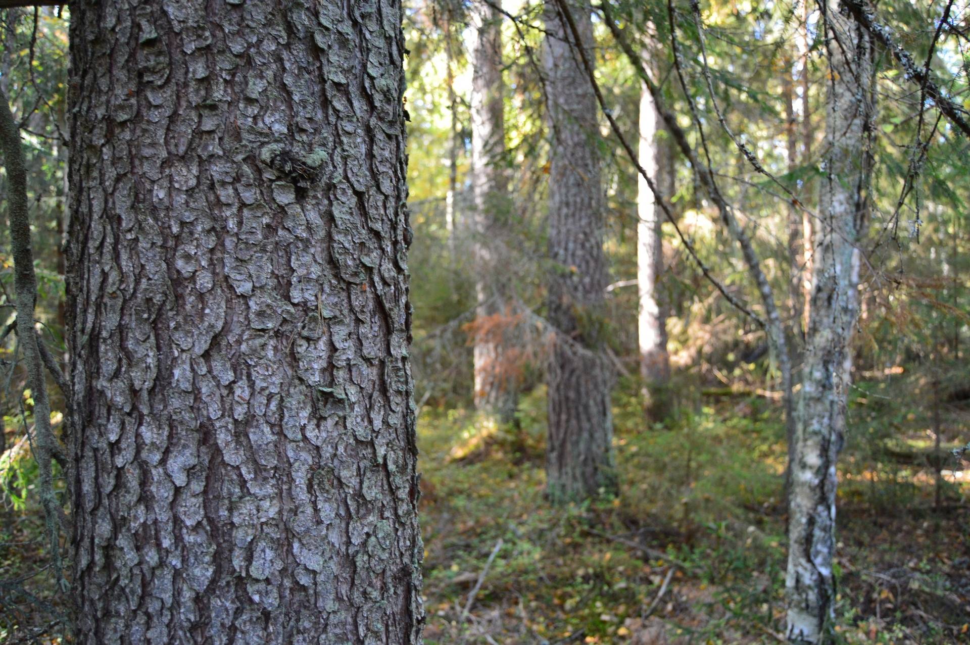Gård med skogsbruk på Landtjärn Sandvikens kommun - bild 7