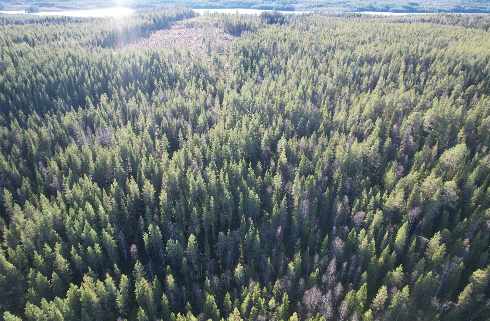 Gård med skogsbruk Gunnarn Storumans kommun - bild 11