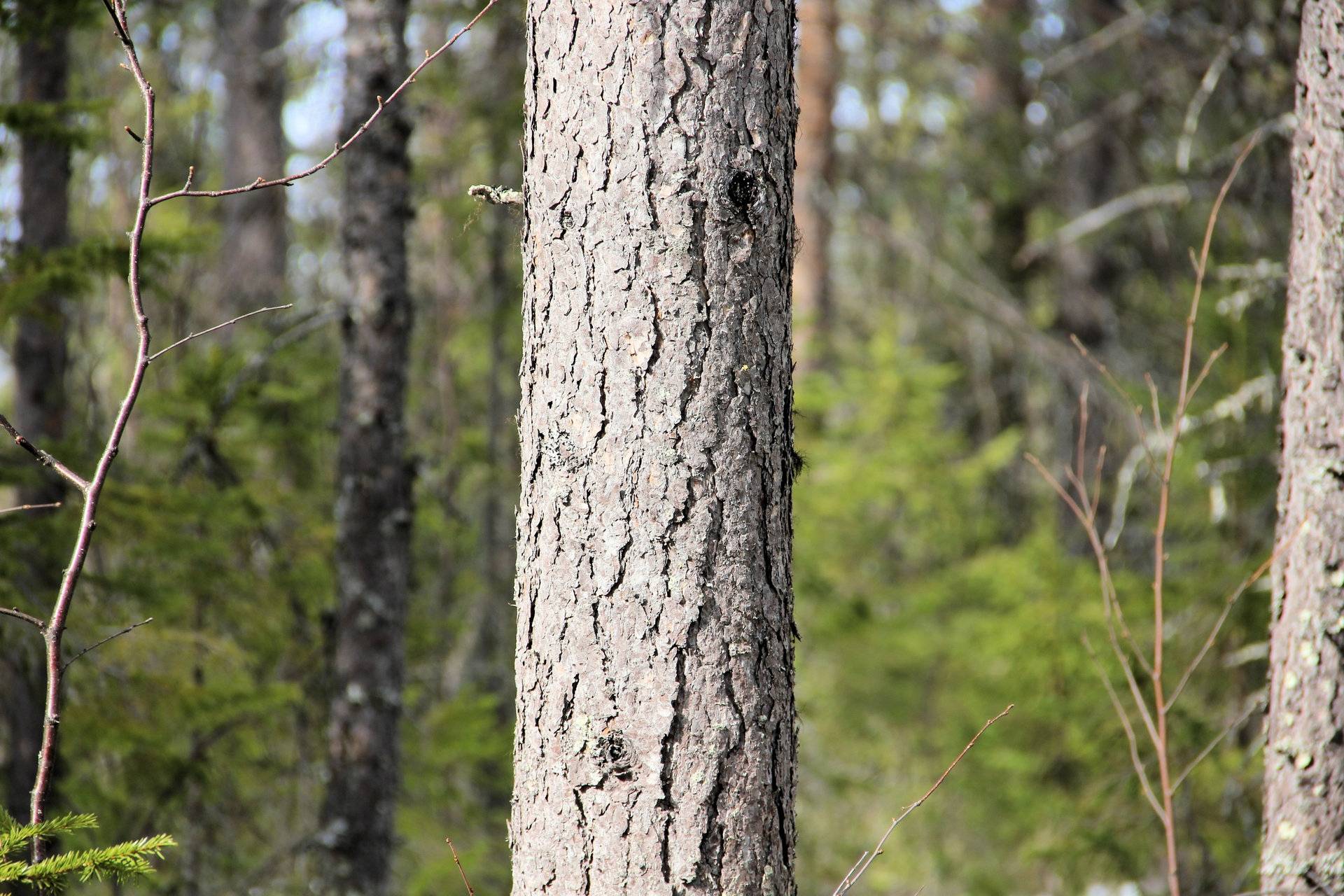 Gård med skogsbruk på Kangos Pajala kommun - bild 2