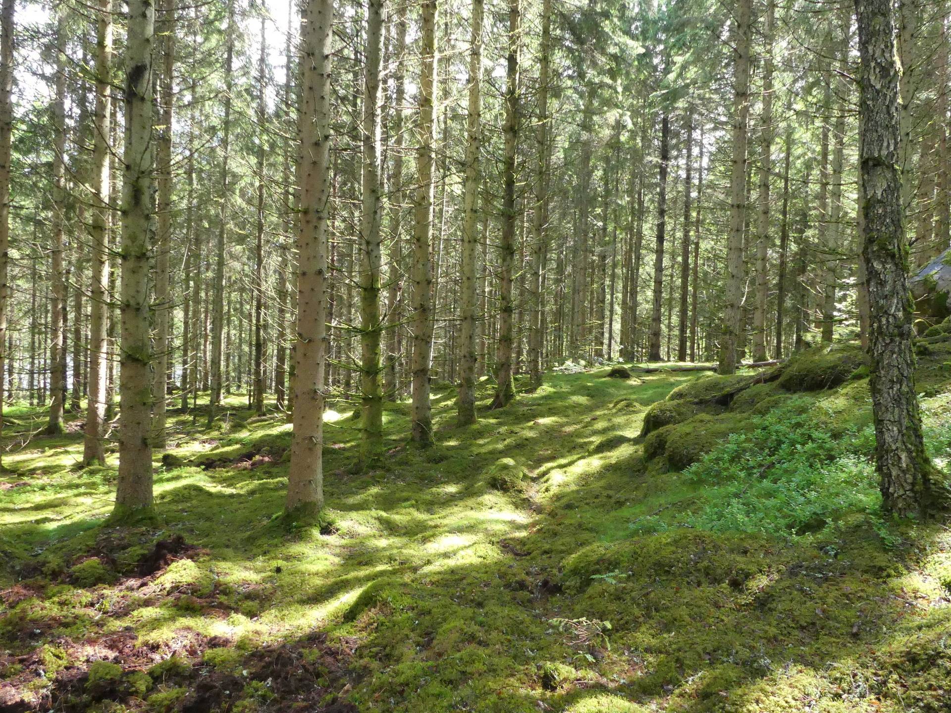 gård/skog på Växjö Lönås Lönås, Växjö kommun - bild 1