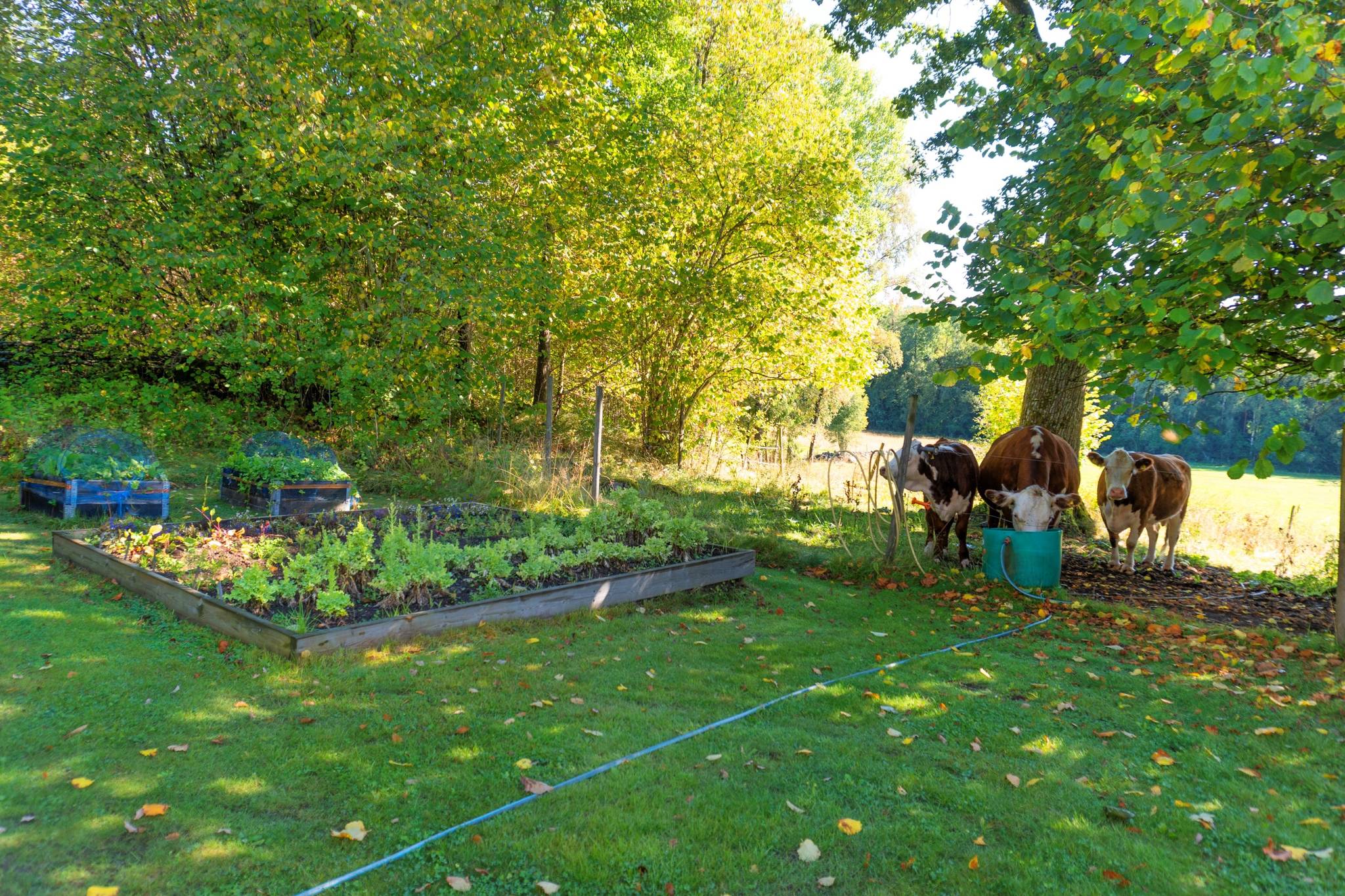 4 rum Gård/skog på Västra Mo 6 Nya Hjälmseryd Sävsjö kommun - bild 56