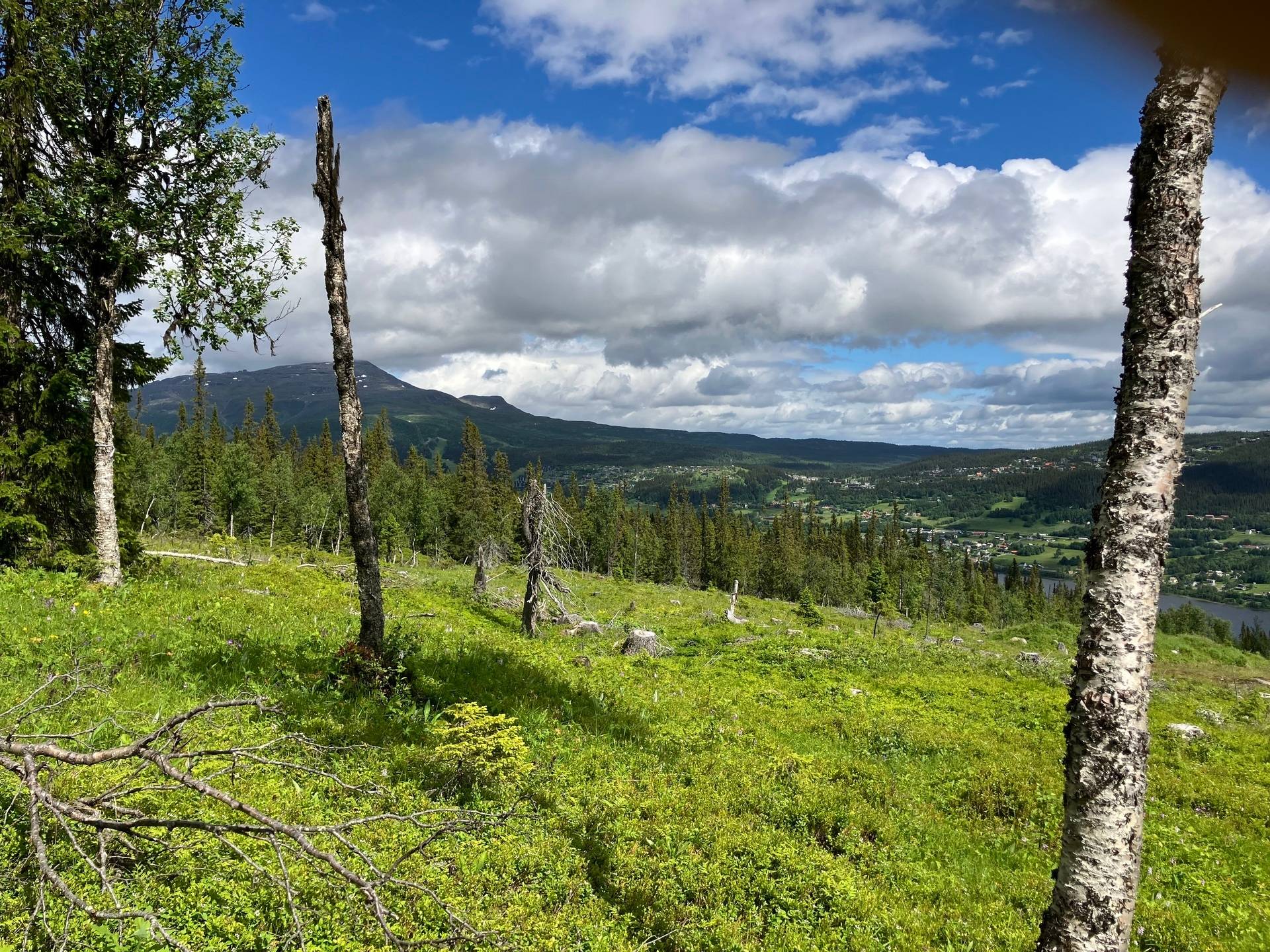 Gård med skogsbruk på ÅRE HÅRBÖRSTA 1:54 Åre kommun - bild 13