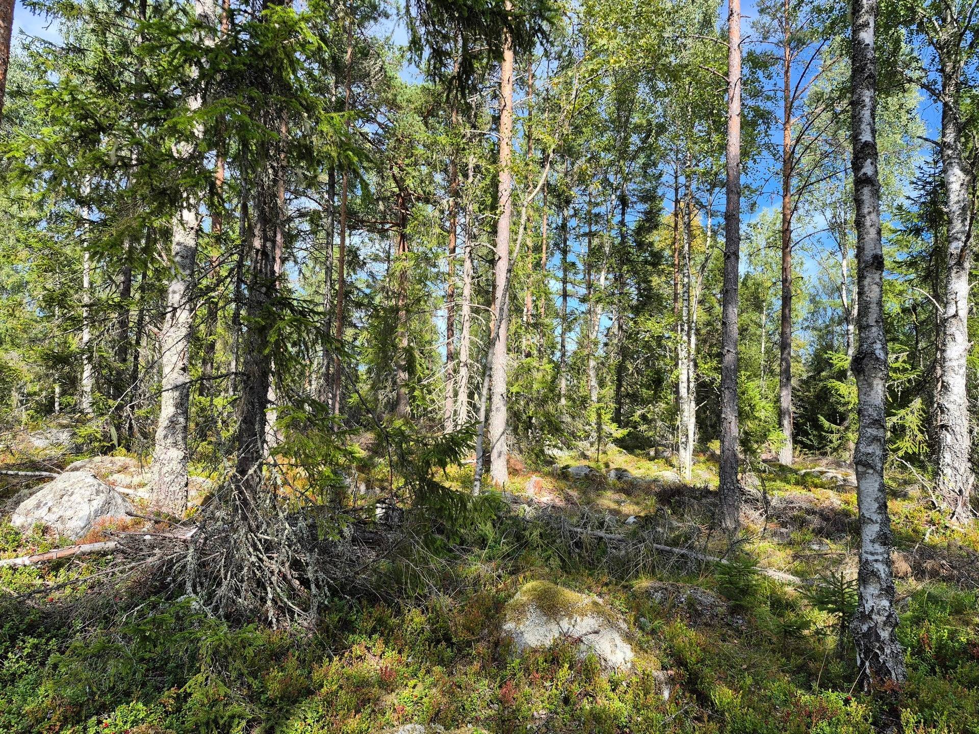 Gård/skog på Skog vid havet HUDIKSVALL - KÖLSUND Hudiksvalls kommun - bild 10