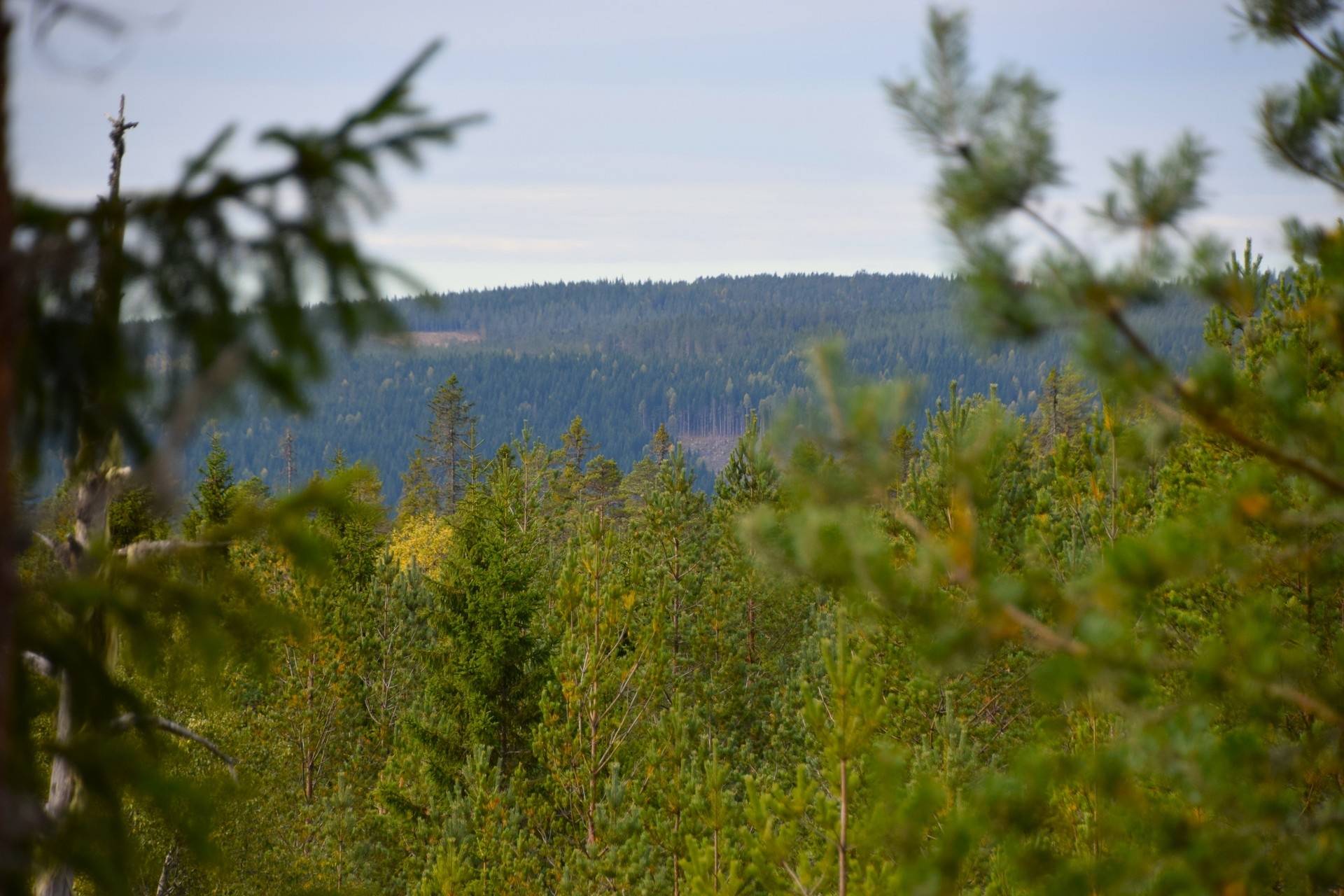 Gård med skogsbruk på Gravol Gravol Torsby kommun - bild 9