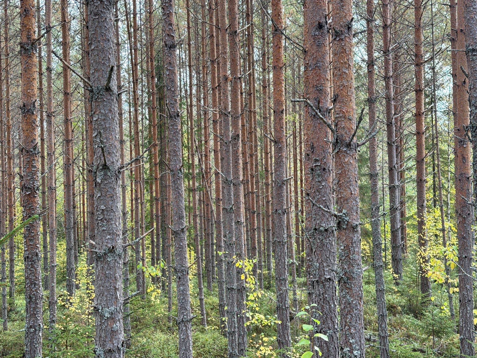 Gård/skog på Limbäck 89:3 Våmhus Mora kommun - bild 14