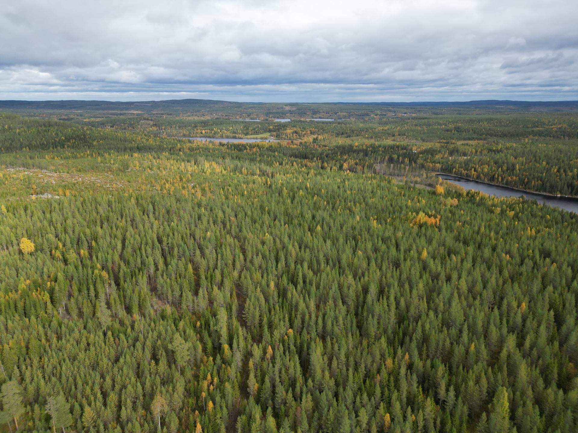 Gård/skog på Brattsbacka Nordmalings kommun - bild 6