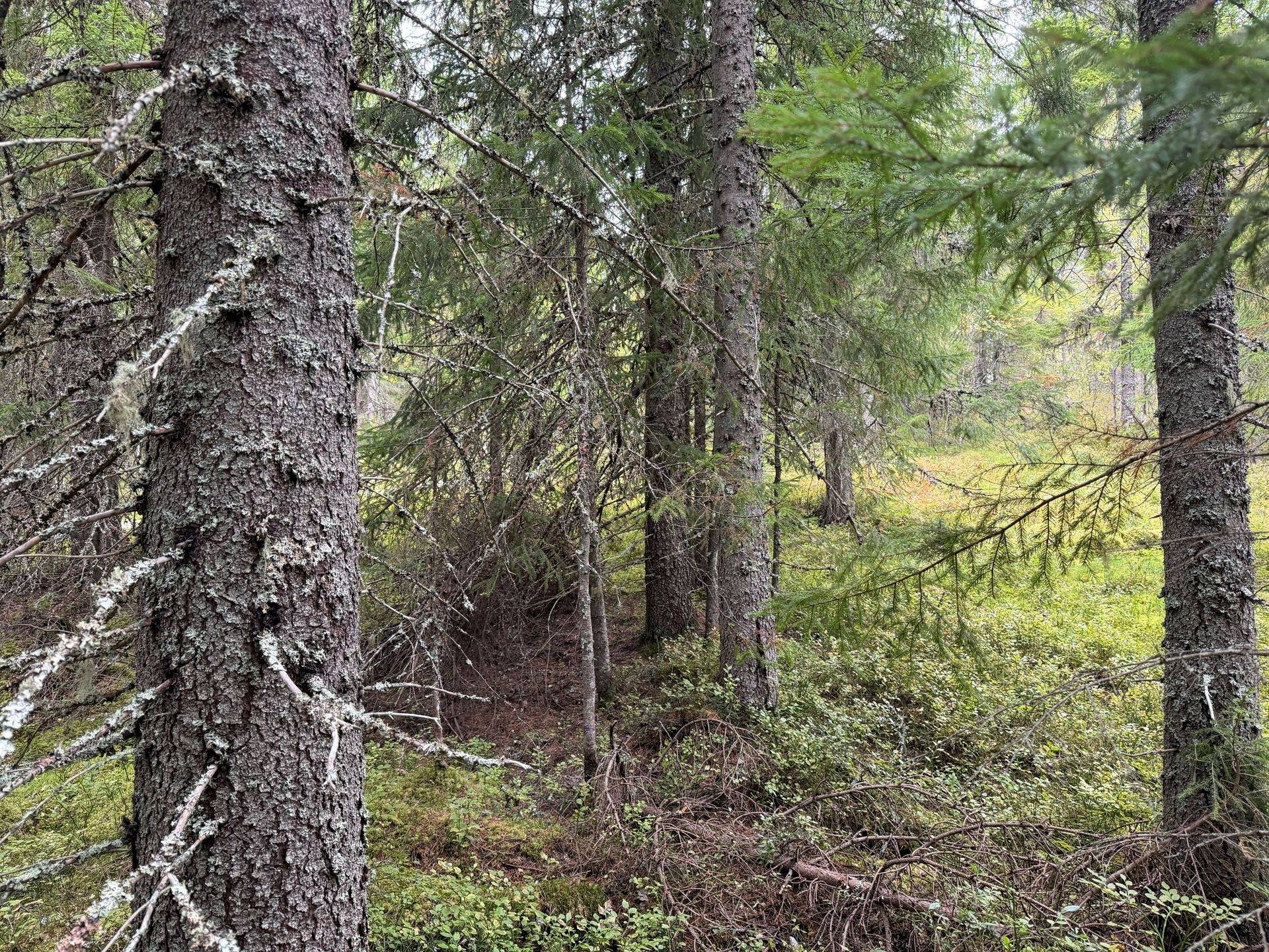 Gård/skog på Kättbo 75:1 Mora kommun - bild 5