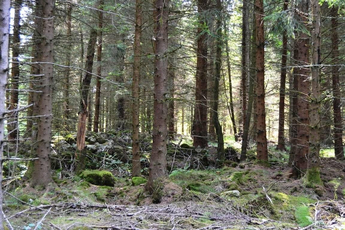 Gård/skog på Nädhult 2:14 Kinnared Hylte kommun - bild 8