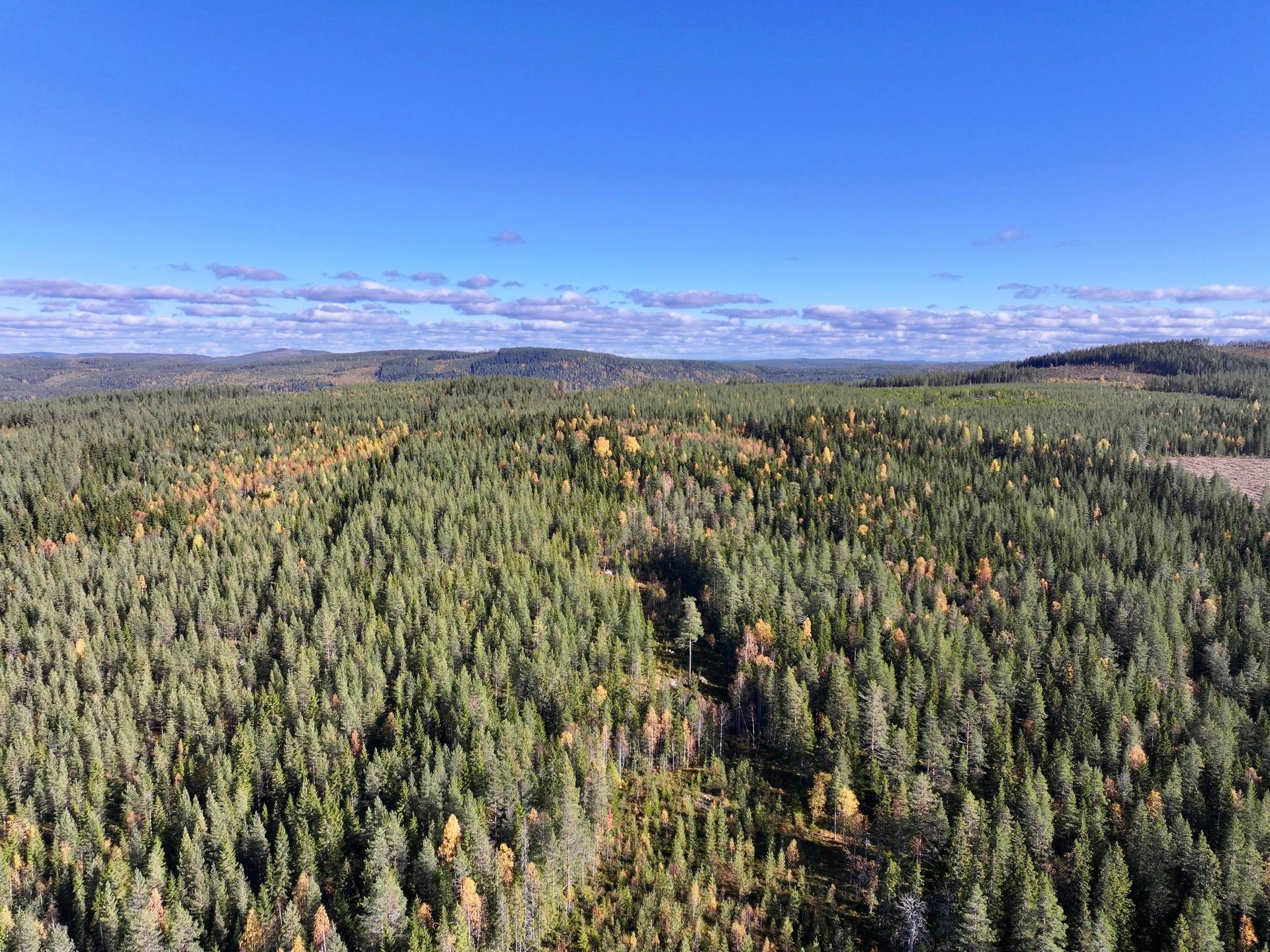 Gård/skog på Örträsk 2:38 Lycksele kommun - bild 14