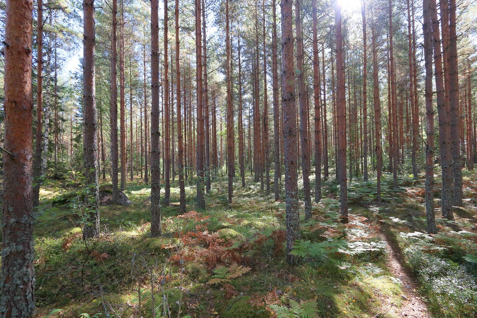 Skuttunge, Uppsala kommun