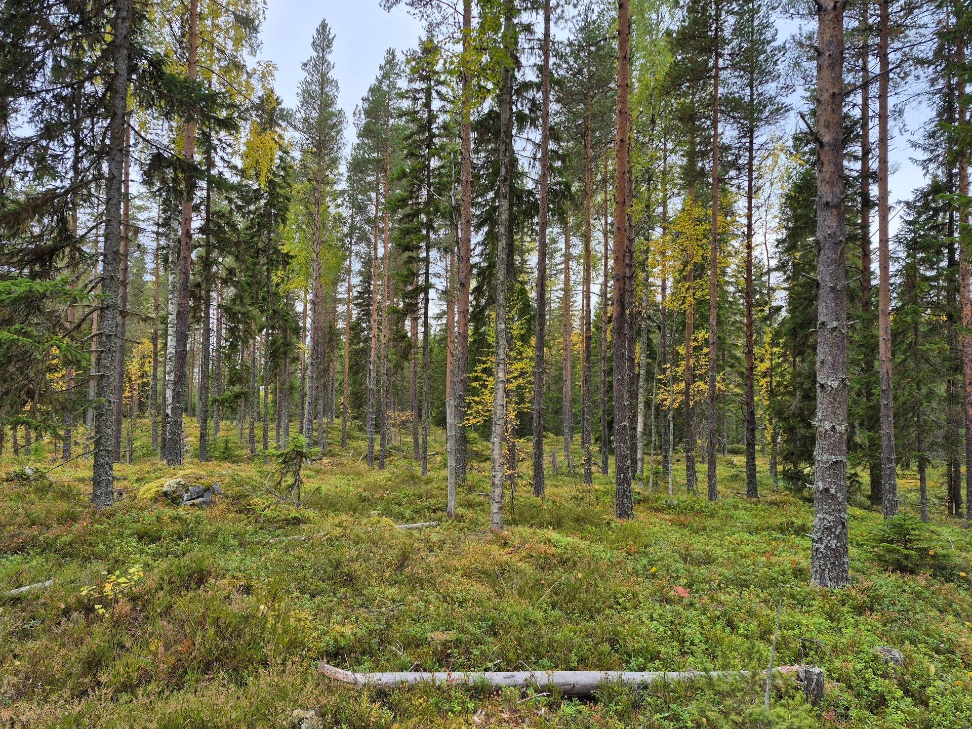 Gård/skog på Bördigt vid Norrberg LJUSDAL - NORRBERG Ljusdals kommun - bild 3