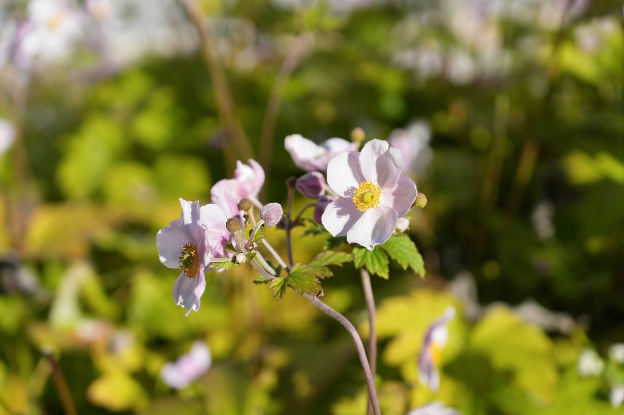 3 rum Villa på Aleslätten 137 Härryda Härryda kommun - bild 47