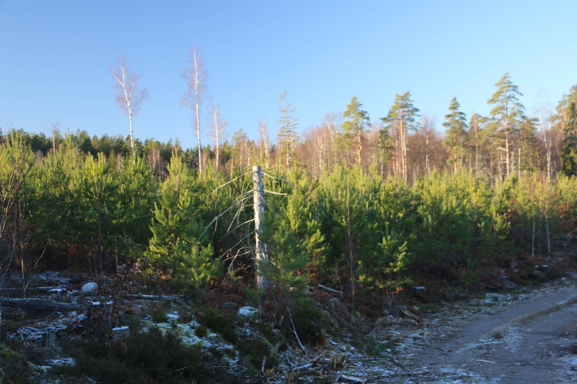 Gård/skog på Fliseryds-Boda Skog AB Mönsterås kommun - bild 5
