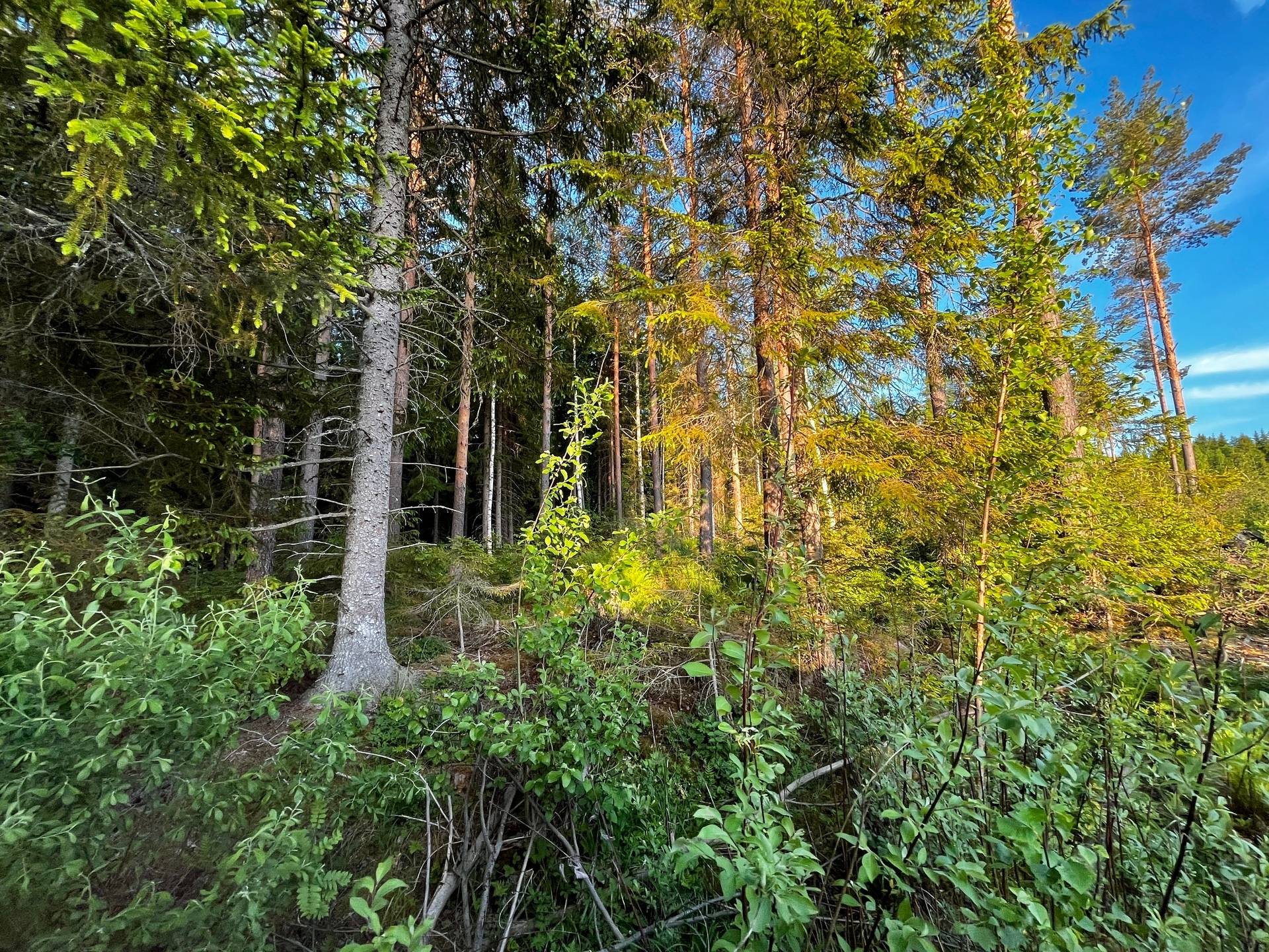 Gård utan jordbruk på Långsbyn Bergsveden 465 Bergsveden Hedemora kommun - bild 7