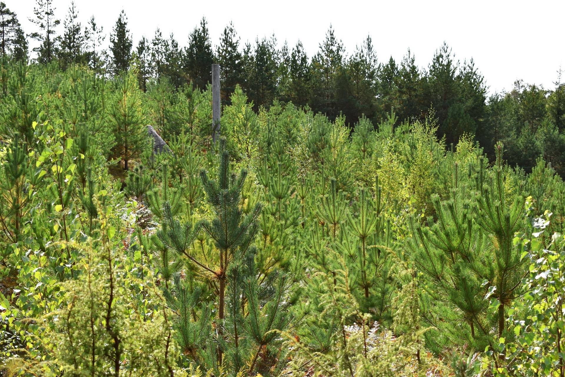 Gård med skogsbruk på Svalehult Nybro kommun - bild 11