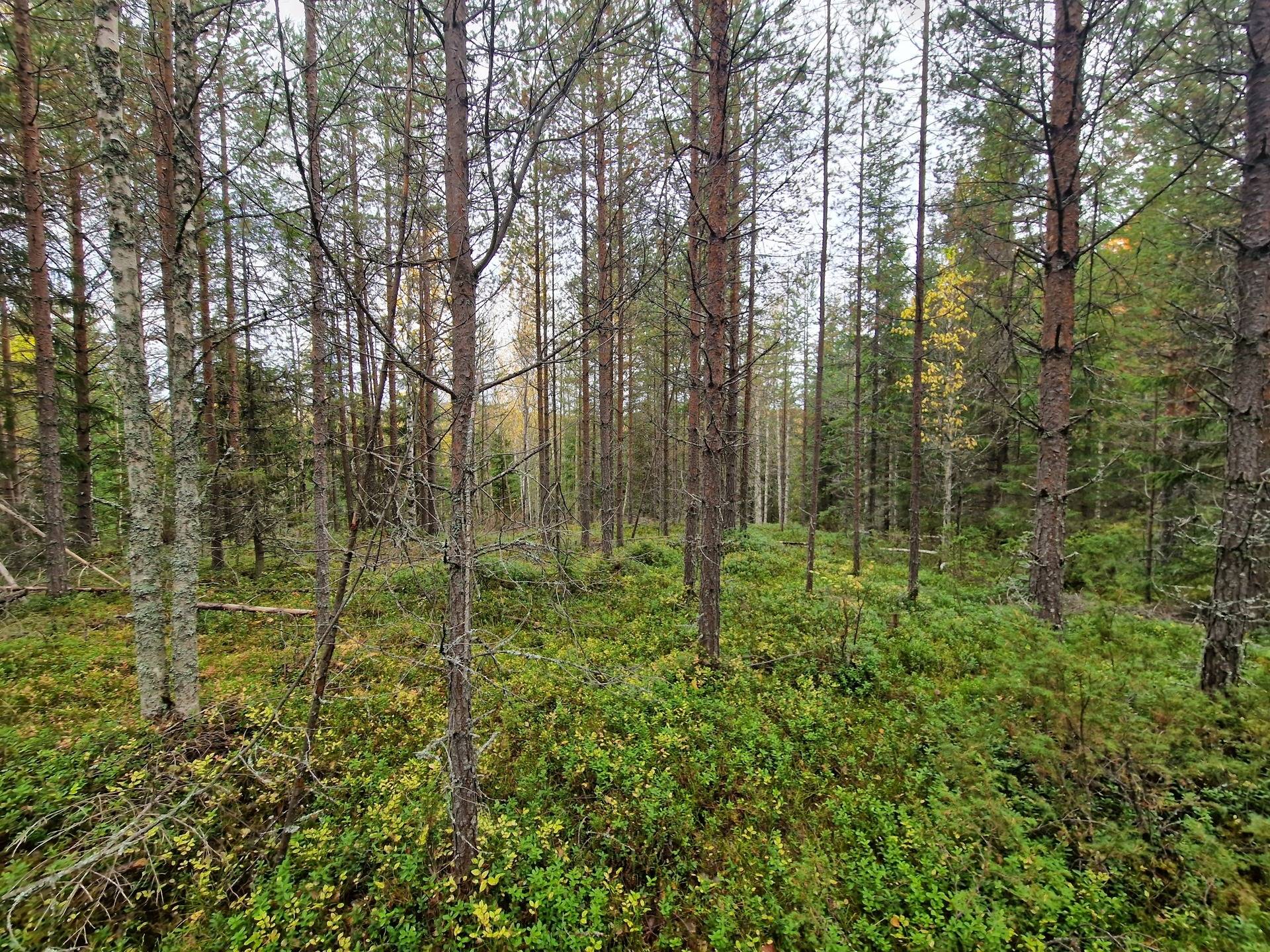 Gård med skogsbruk på BRÄCKE LUND 2:113 & 2:83 Sörbygden Bräcke kommun - bild 4