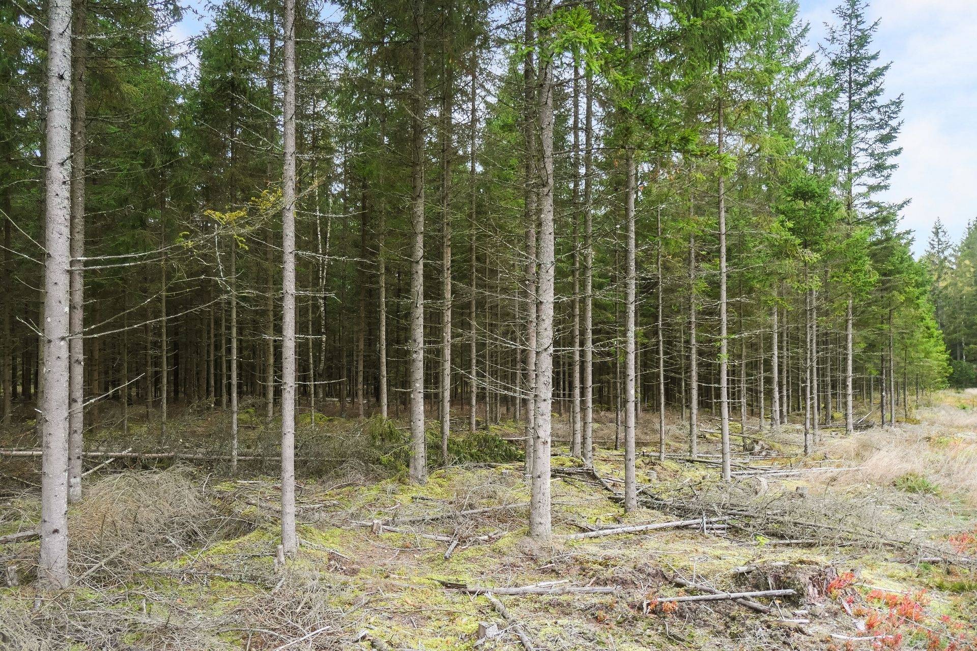 Gård/skog på 21,8 ha skogsmark väster om Falköping Falköpings kommun - bild 9