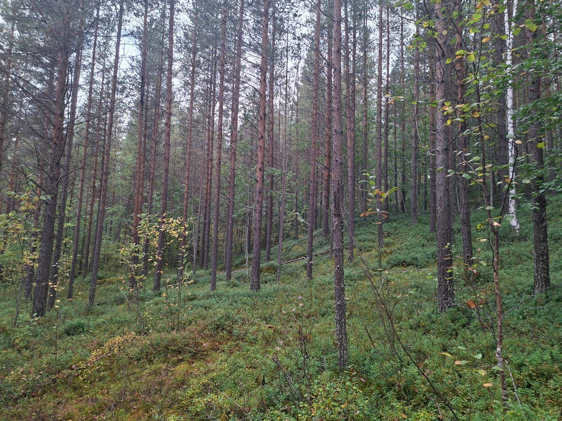 gård med skogsbruk på Djupträskvägen 26 Södra Harads, Bodens kommun - bild 1