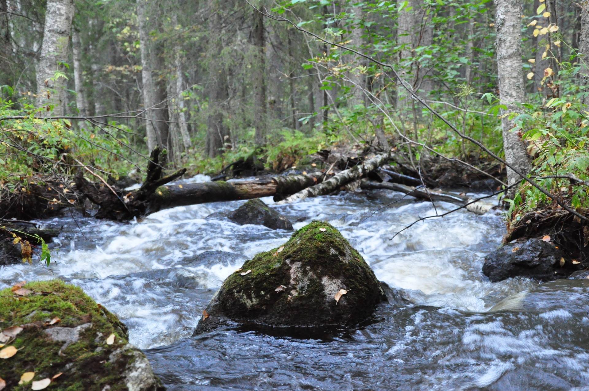 5 rum Gård med jordbruk på Nybyn 10 Älvsbyns kommun - bild 88